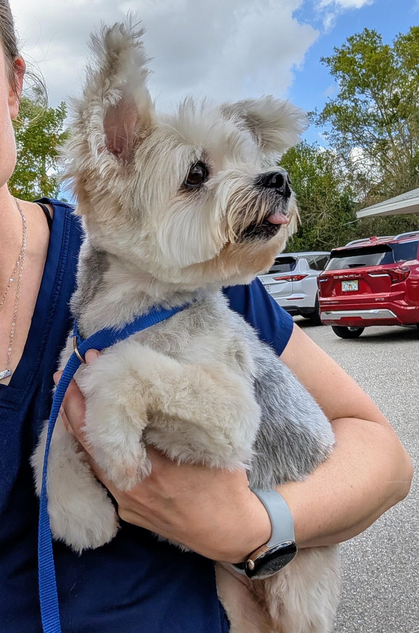Enlarge Bella, a ADOPTABLE Morkie in Punta Gorda , FL image 2/3