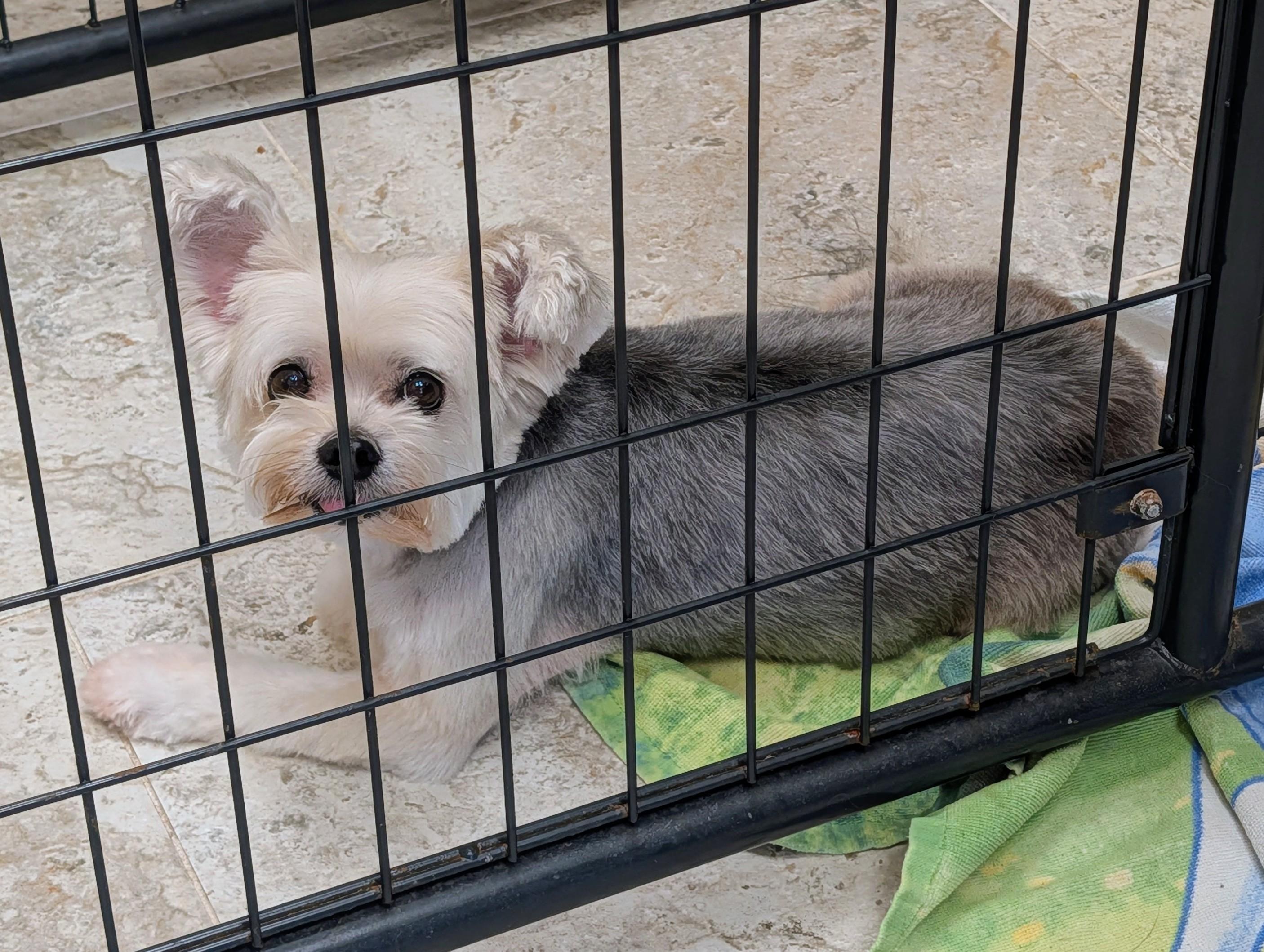 Bella, ADOPTABLE, Senior Female Morkie.