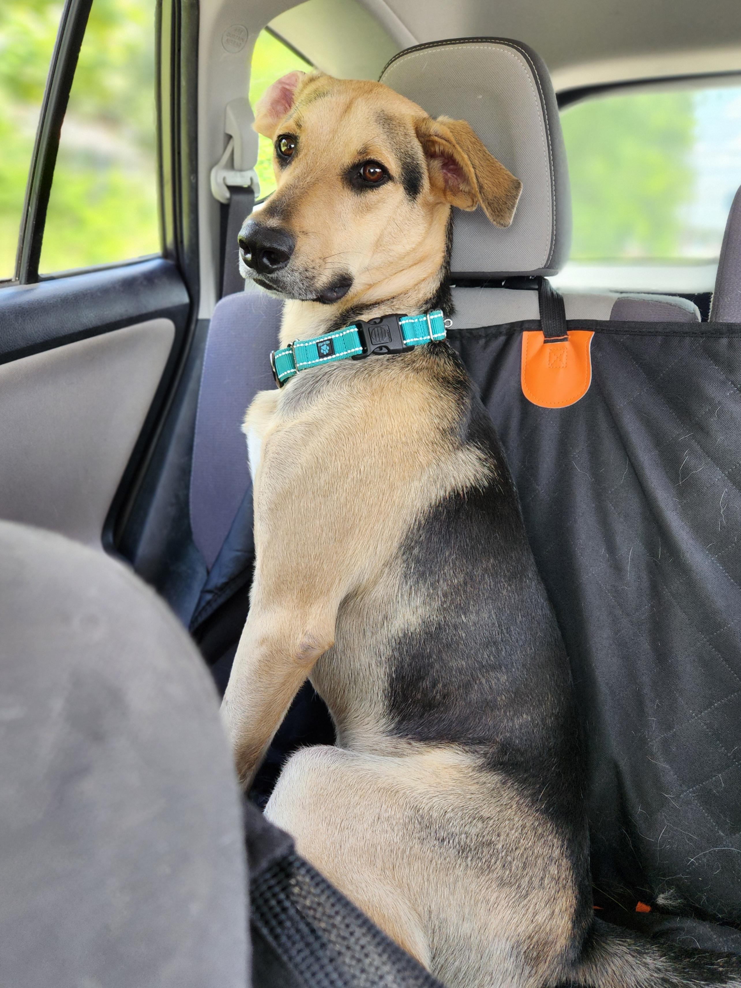 Enlarge Rocky, a Adoptable mixed breed in Killeen, TX image 2/6