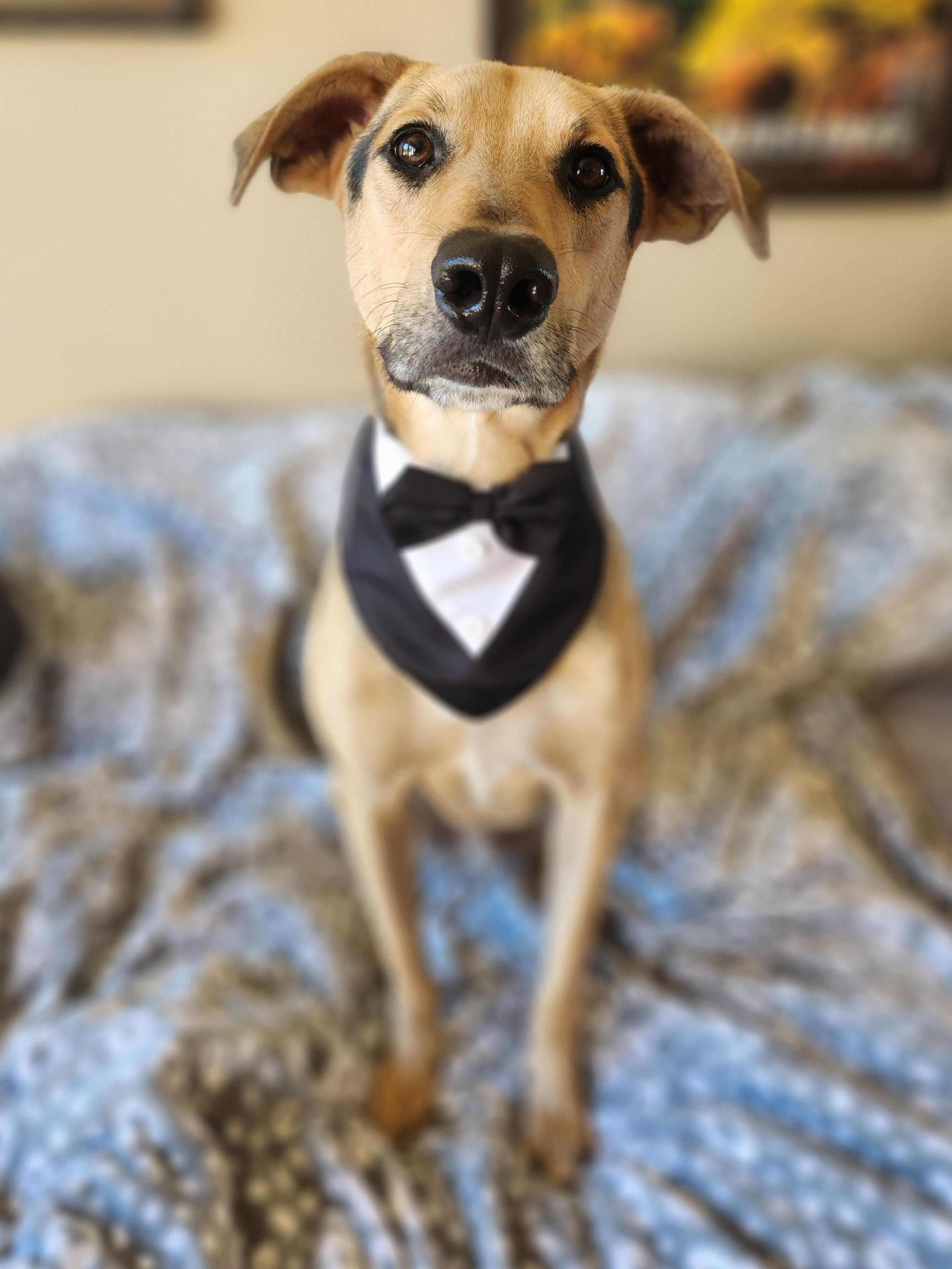 Enlarge Rocky, a Adoptable mixed breed in Killeen, TX image 1/6