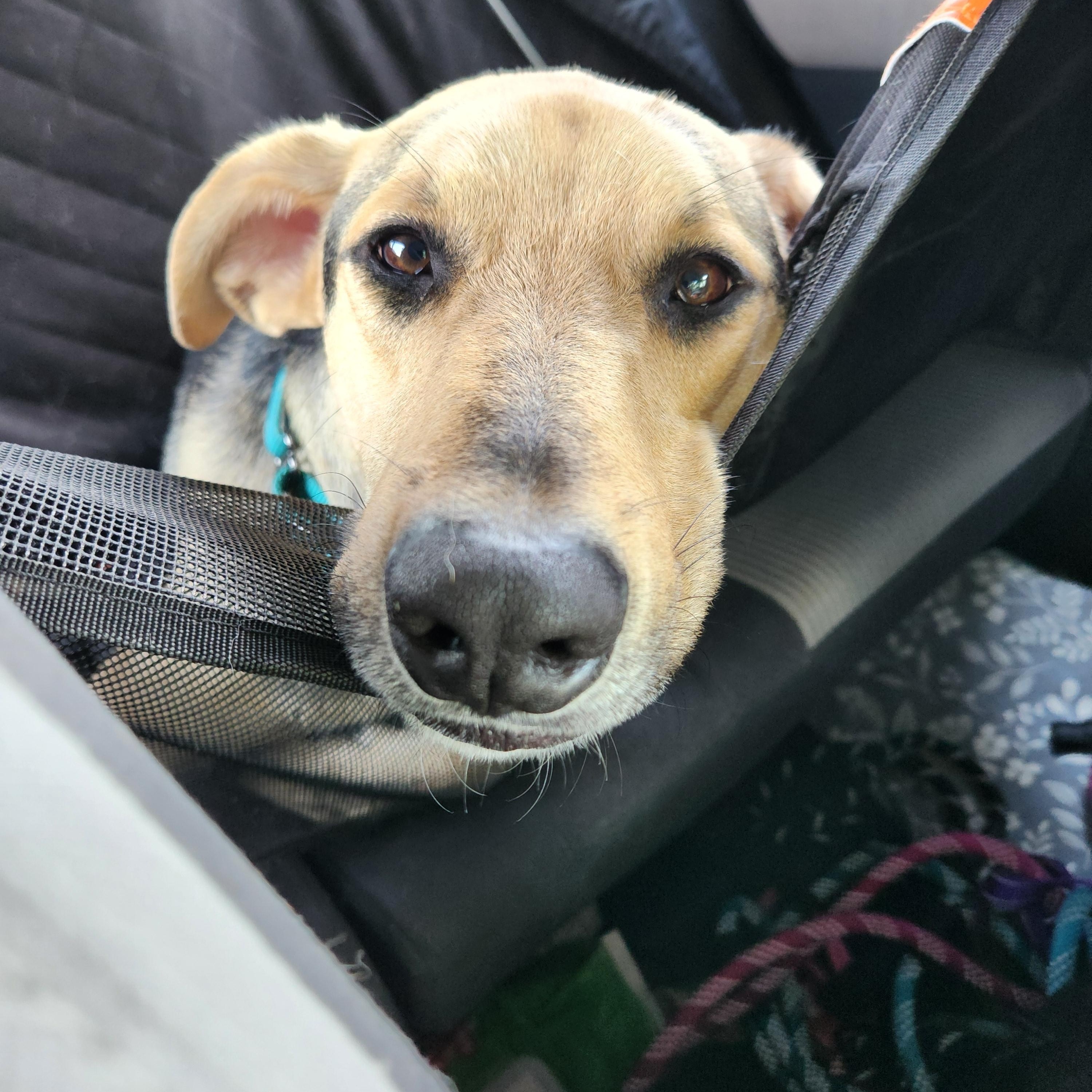 Enlarge Rocky, a Adoptable mixed breed in Killeen, TX image 3/6