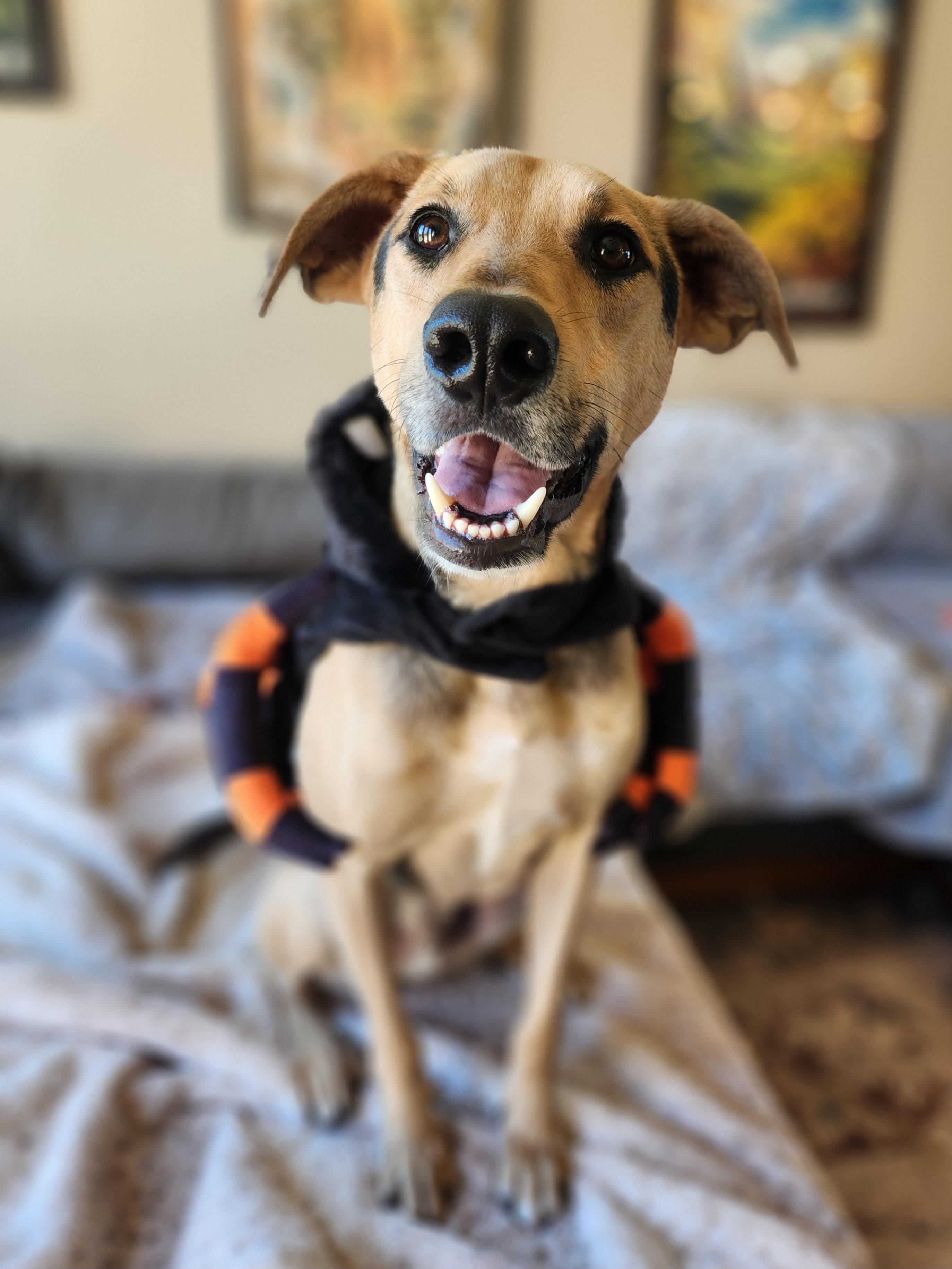 Enlarge Rocky, a Adoptable mixed breed in Killeen, TX image 5/6