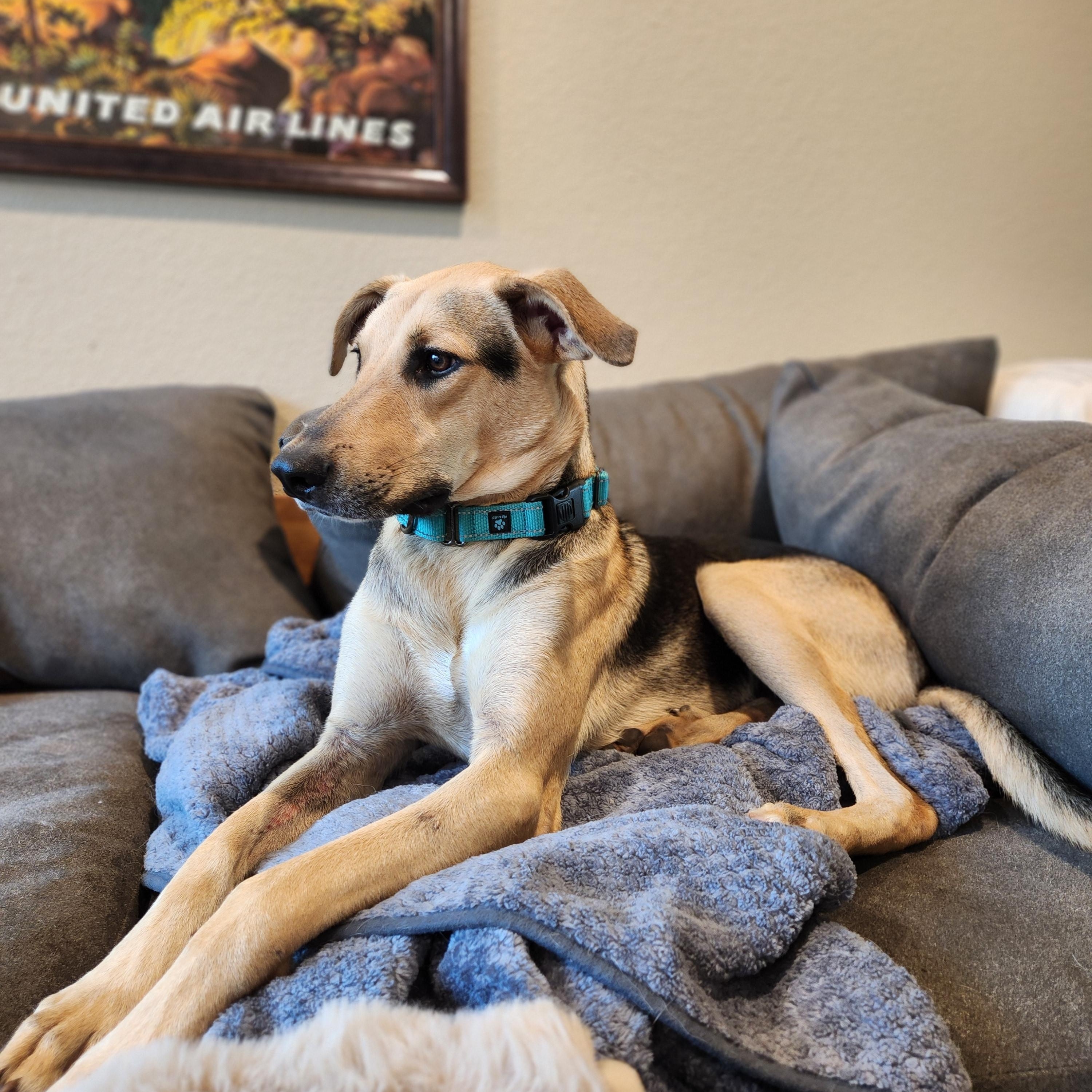 Enlarge Rocky, a Adoptable mixed breed in Killeen, TX image 4/6