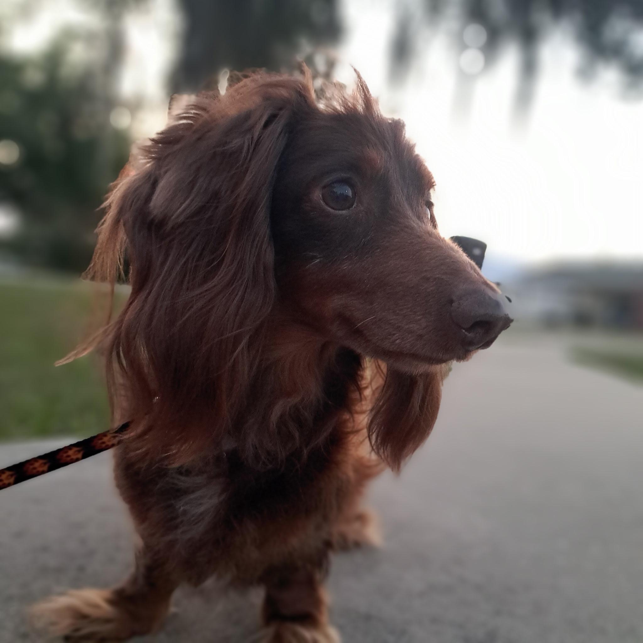 Enlarge Titi, an adopted Dachshund (Long Haired) in Sebring, FL image 3/3