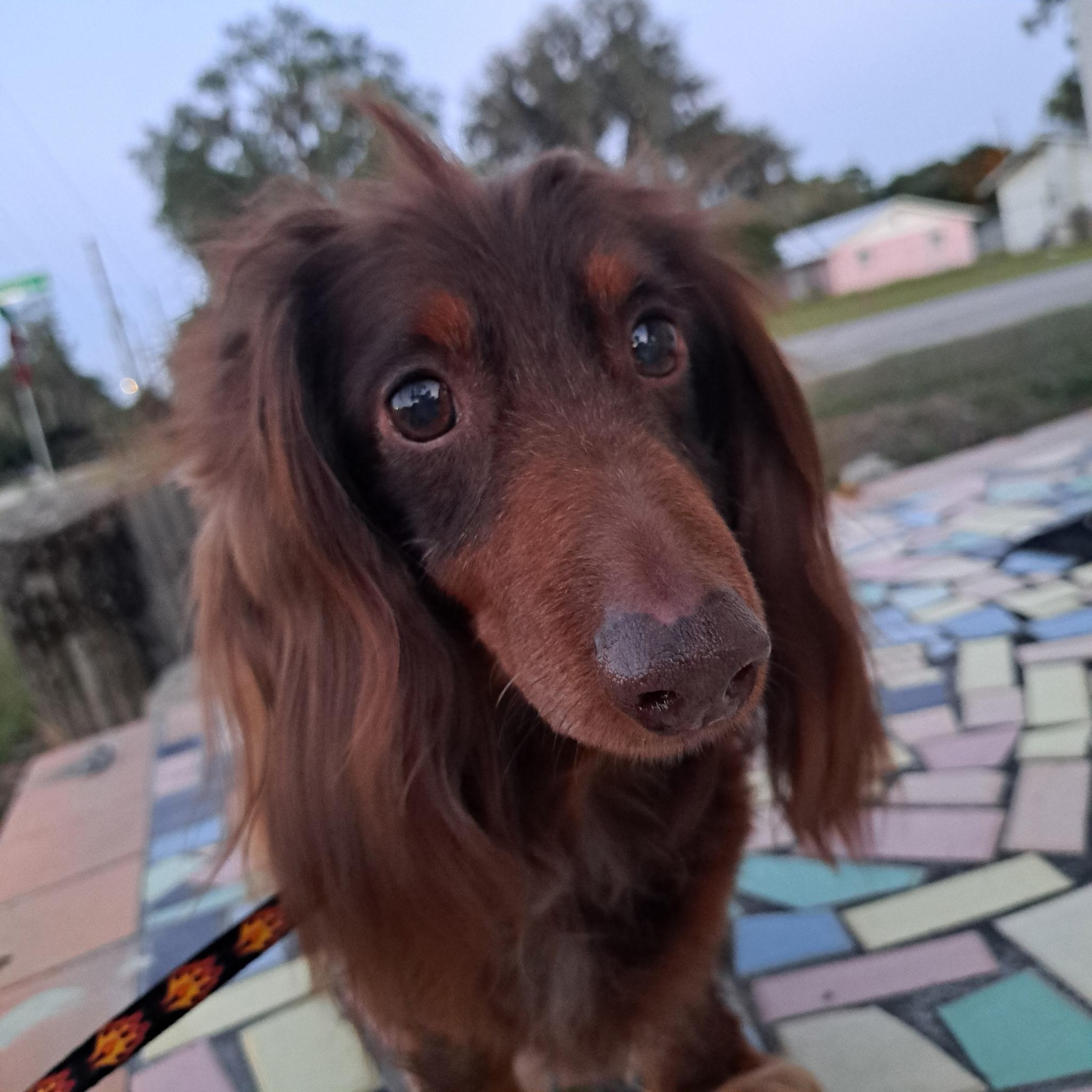 Titi, adopted, Senior Male Dachshund (Long Haired).