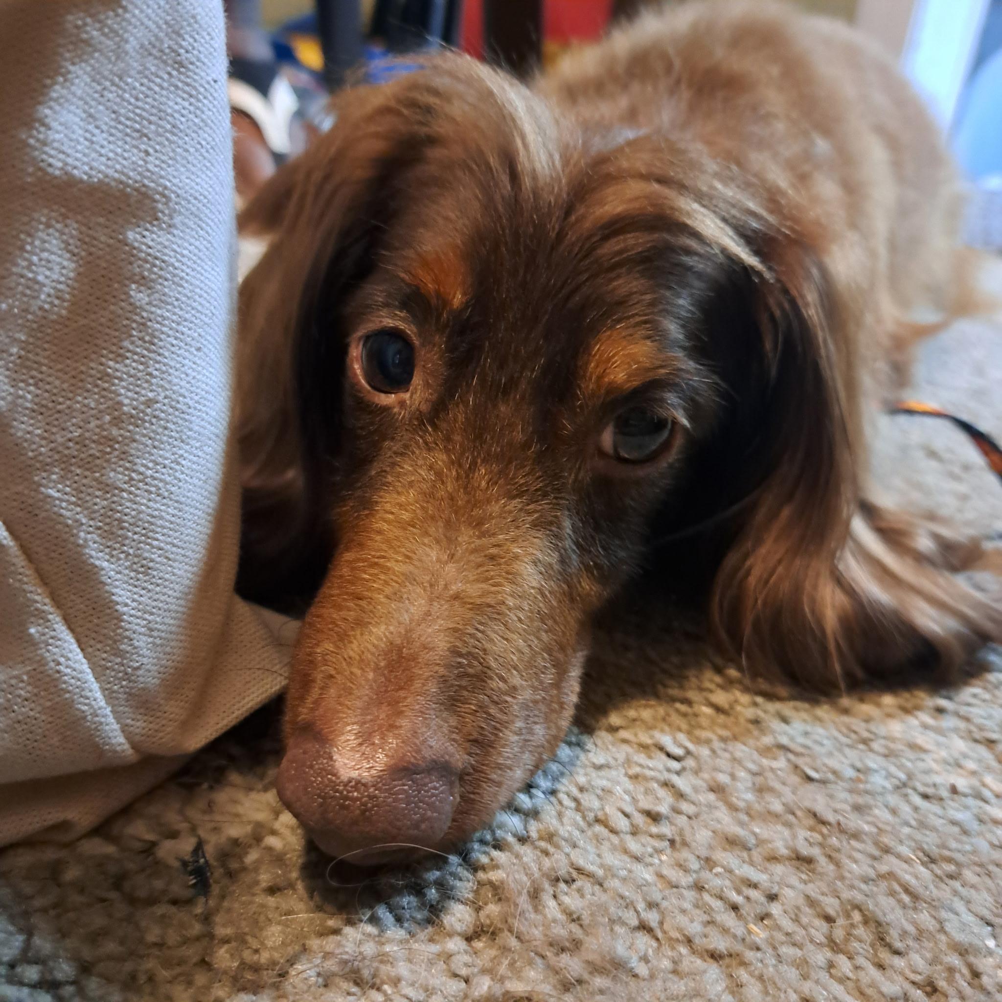 Enlarge Titi, an adopted Dachshund (Long Haired) in Sebring, FL image 2/3