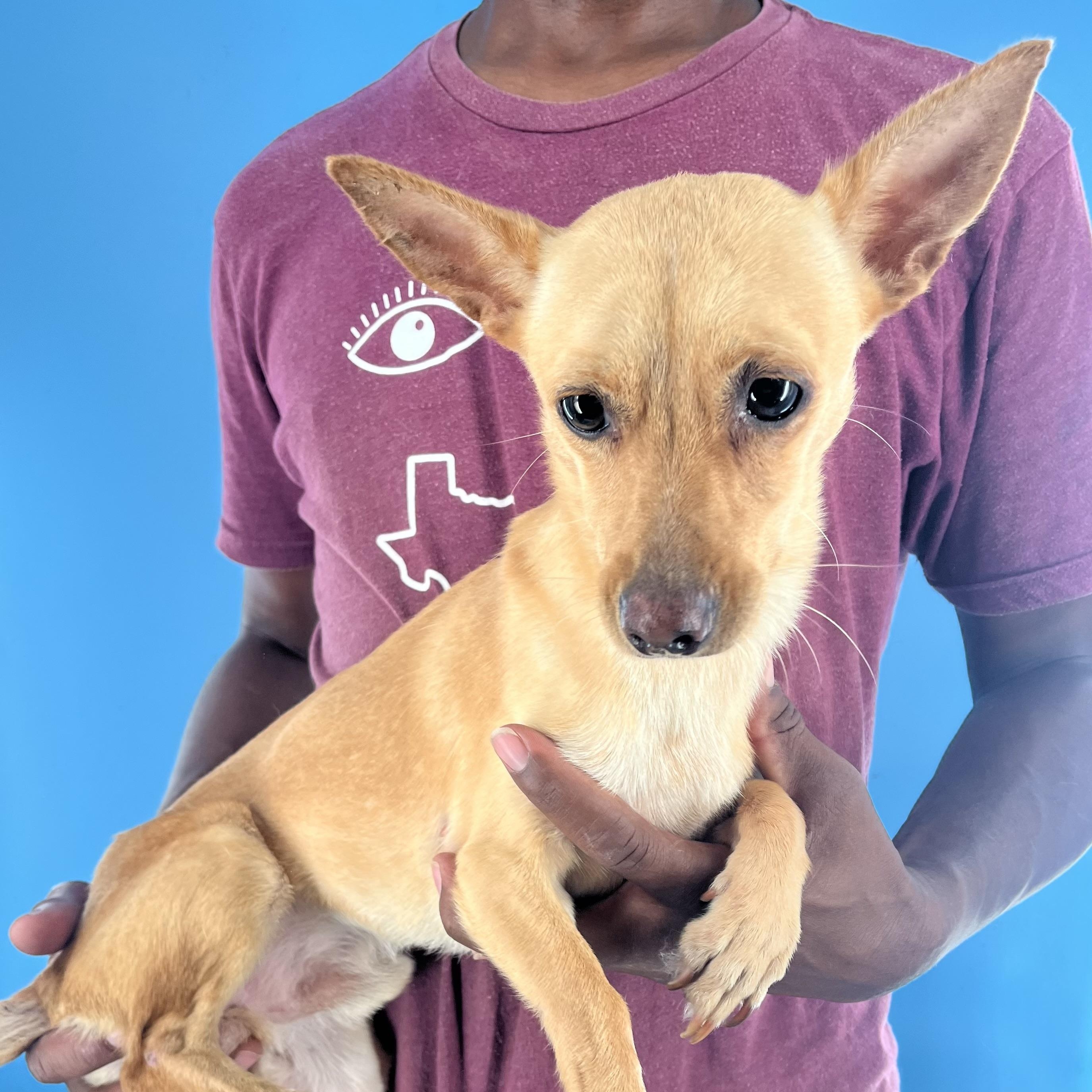 Damon - Local Sept 26-28