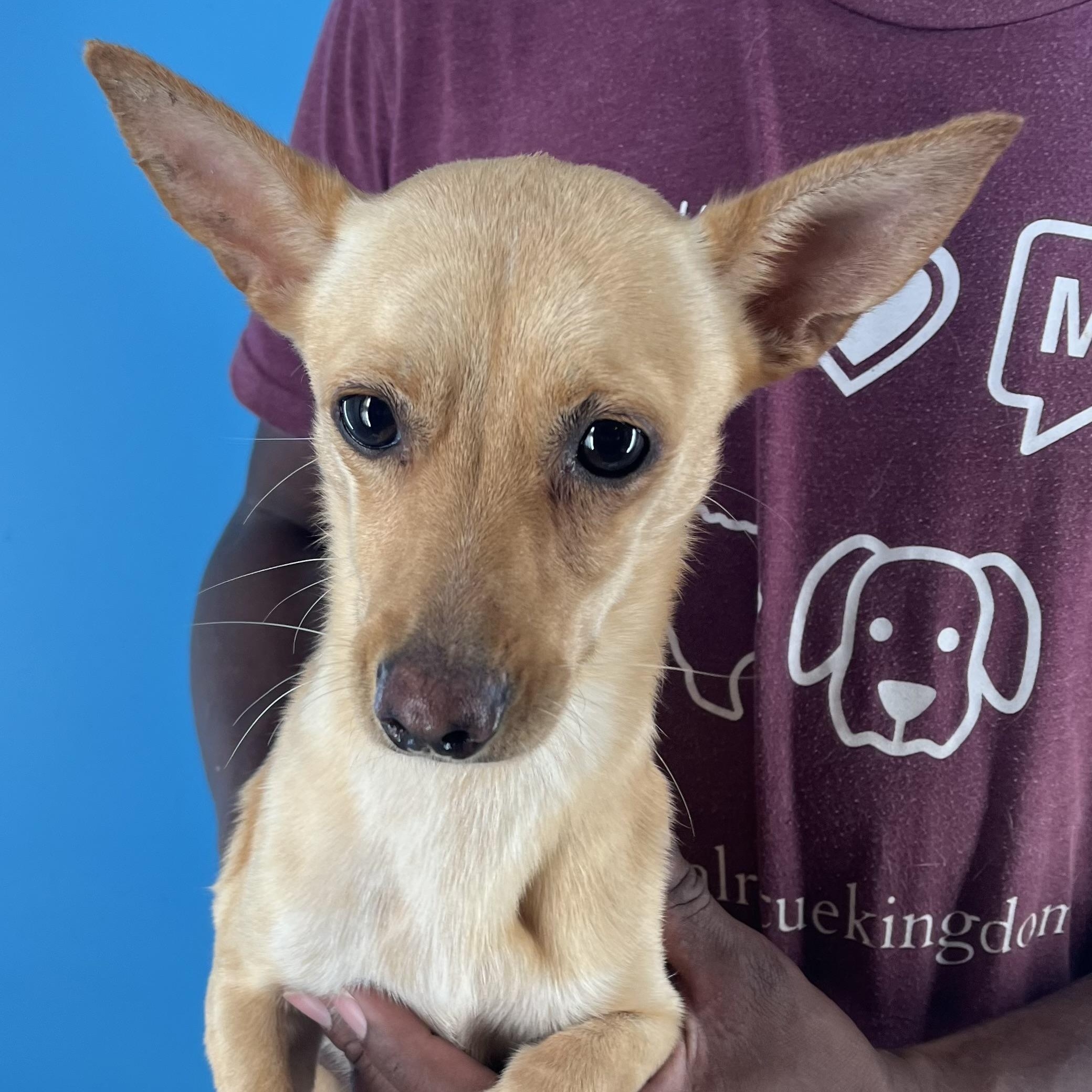 Damon - Local Sept 26-28