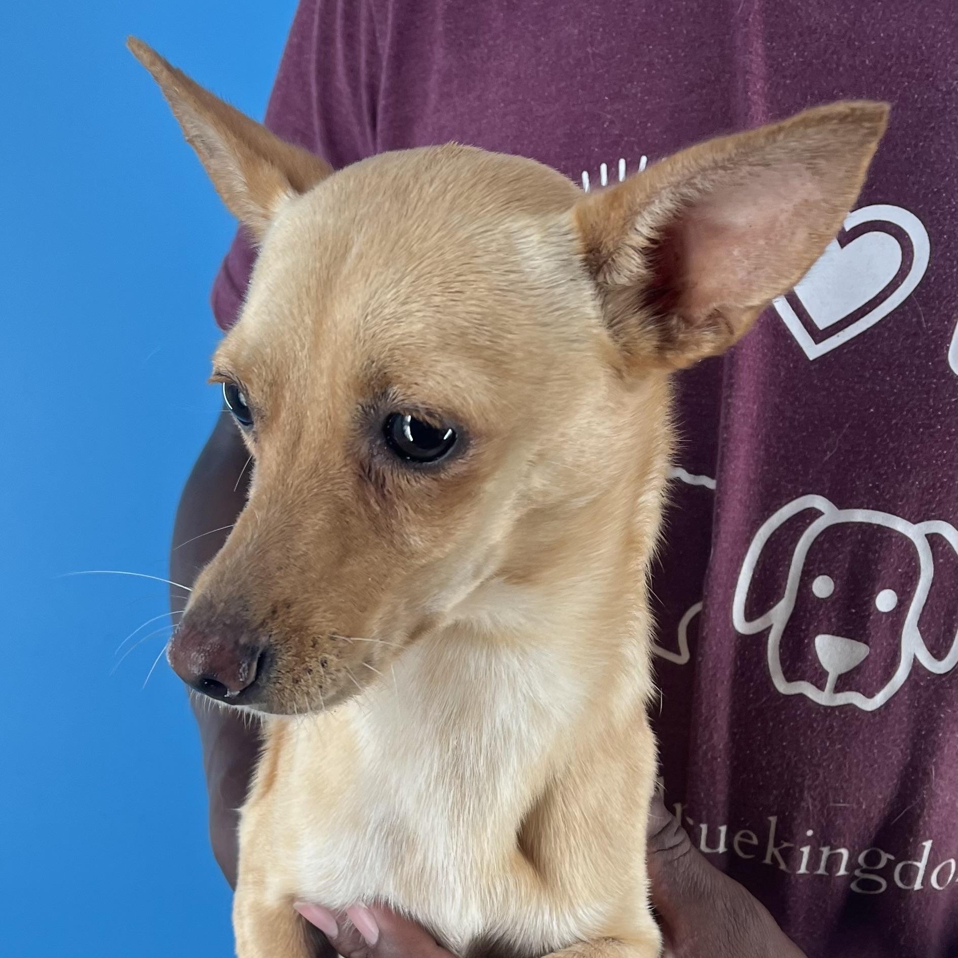 Damon - Local Sept 26-28