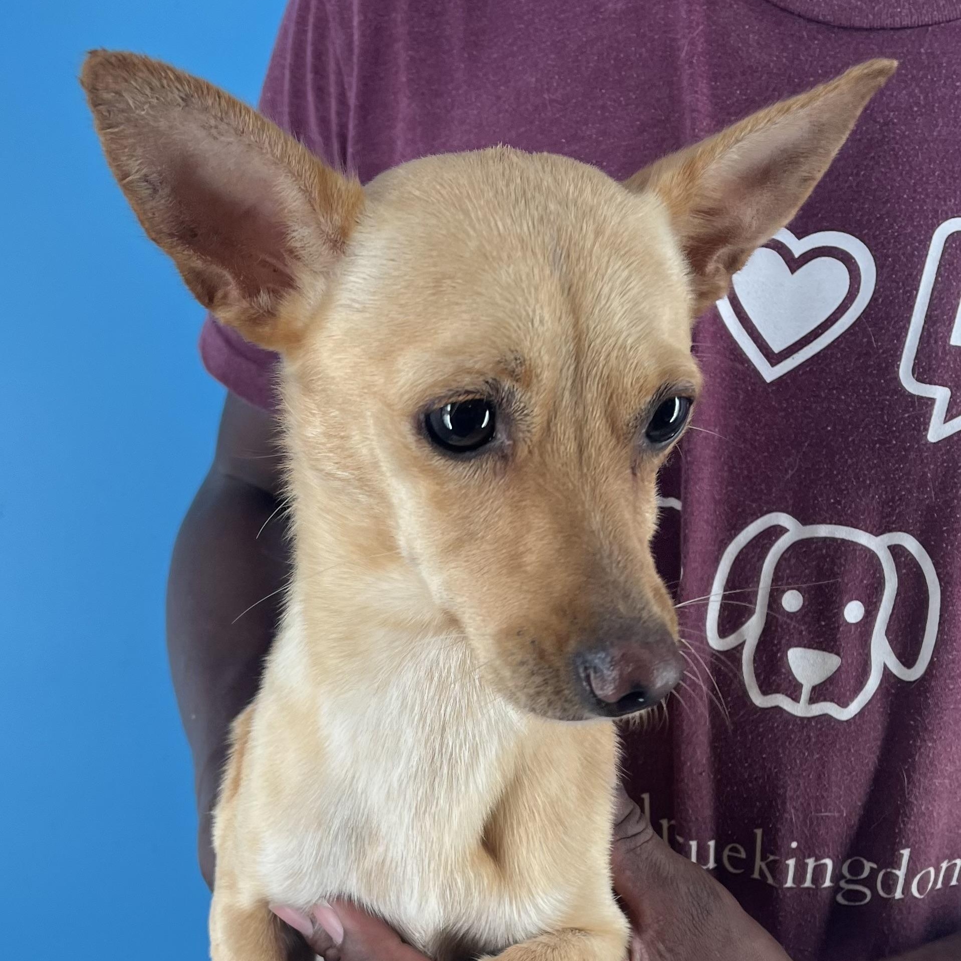 Damon - Local Sept 26-28