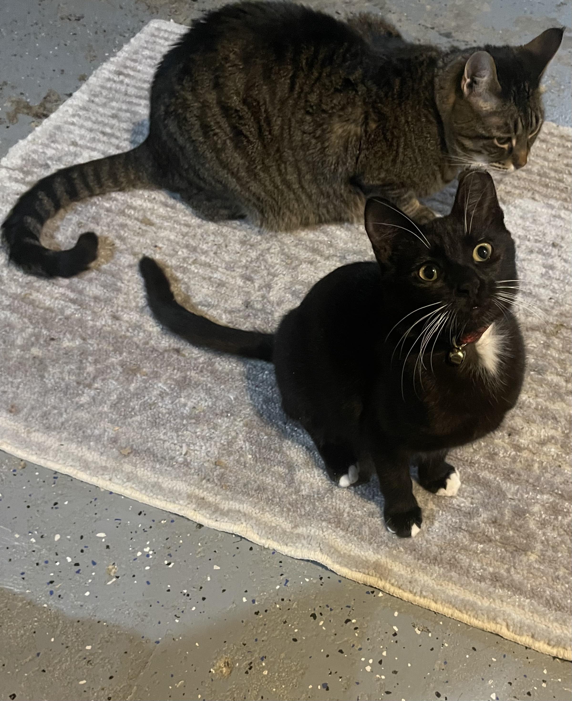 Scout, Adoptable, Kitten Female Domestic Short Hair.