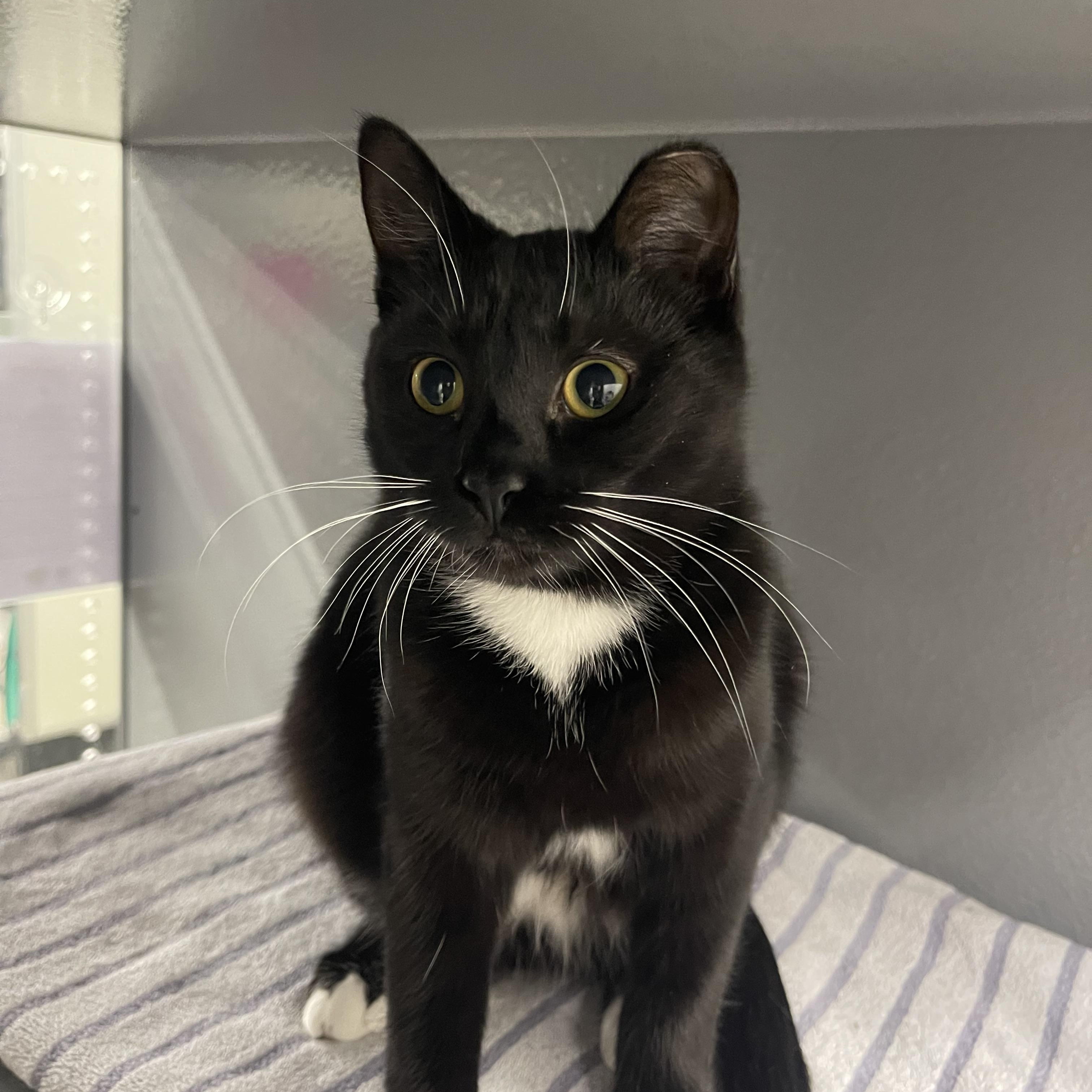 Enlarge Scout, a Adoptable Domestic Short Hair in Highland, IN image 2/4