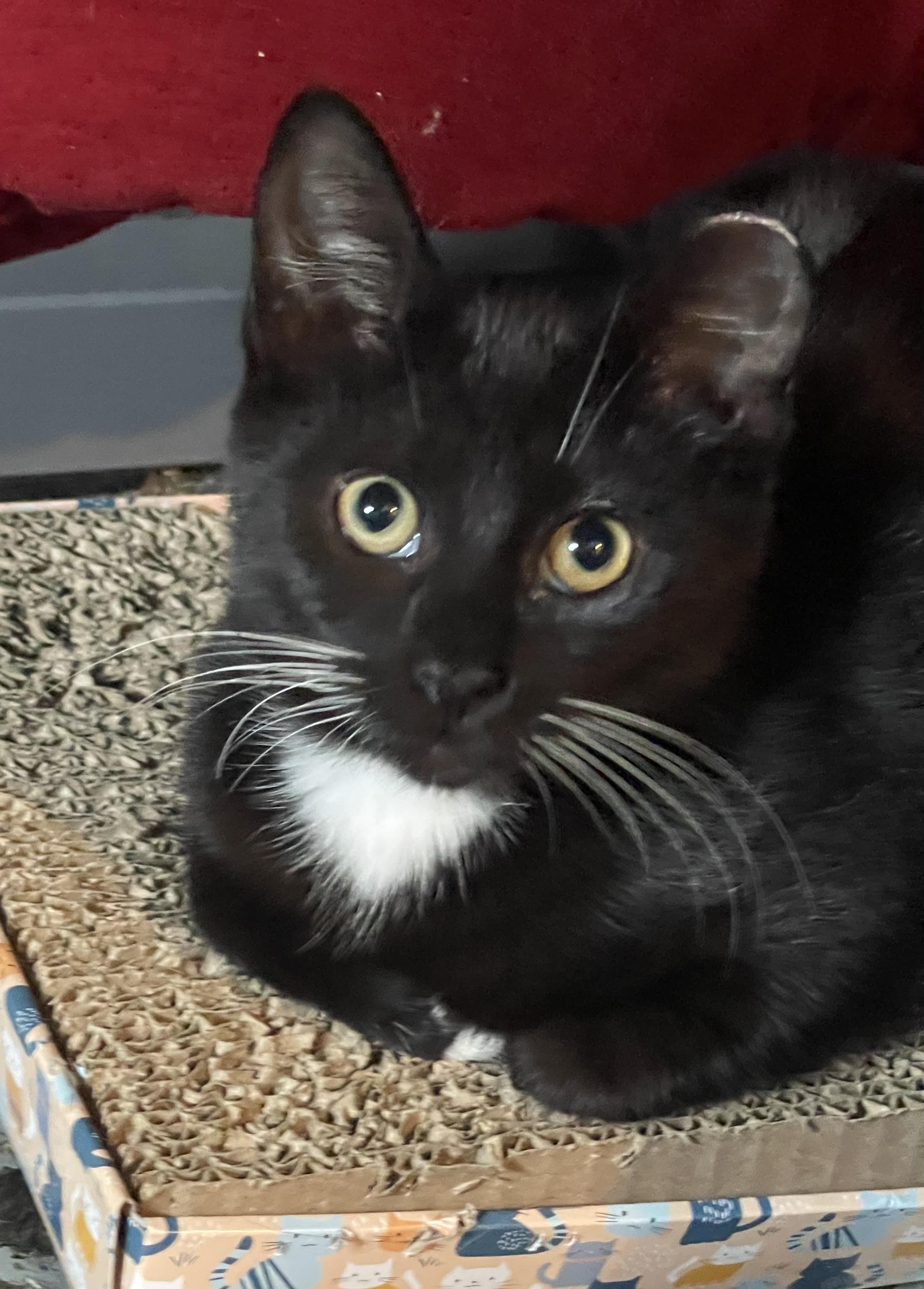 Scout, Adoptable, Kitten Female Domestic Short Hair.