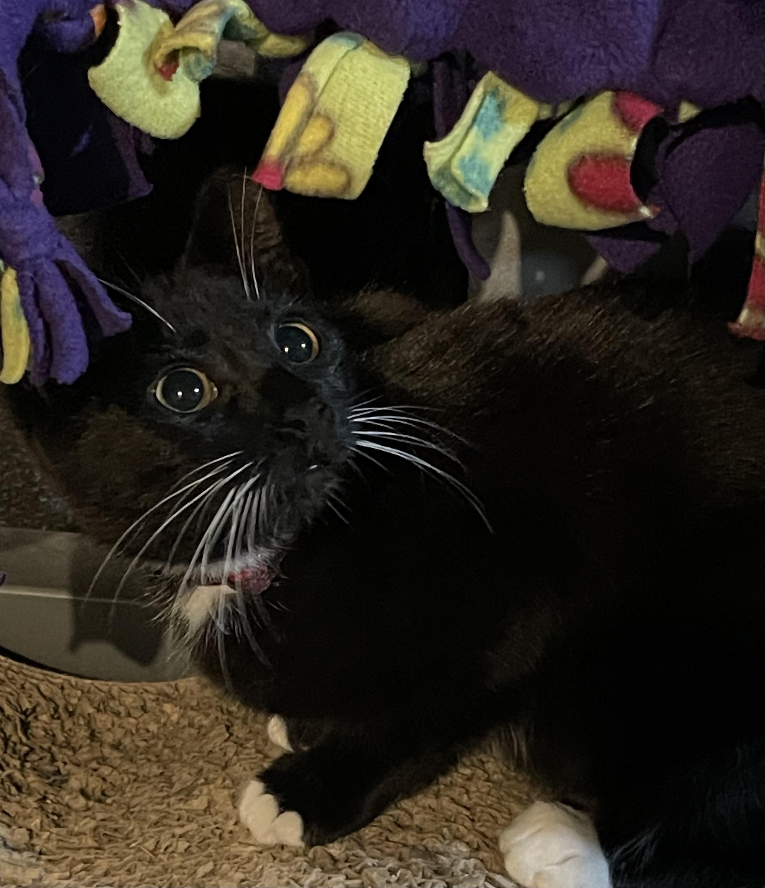 Enlarge Scout, a Adoptable Domestic Short Hair in Highland, IN image 3/5