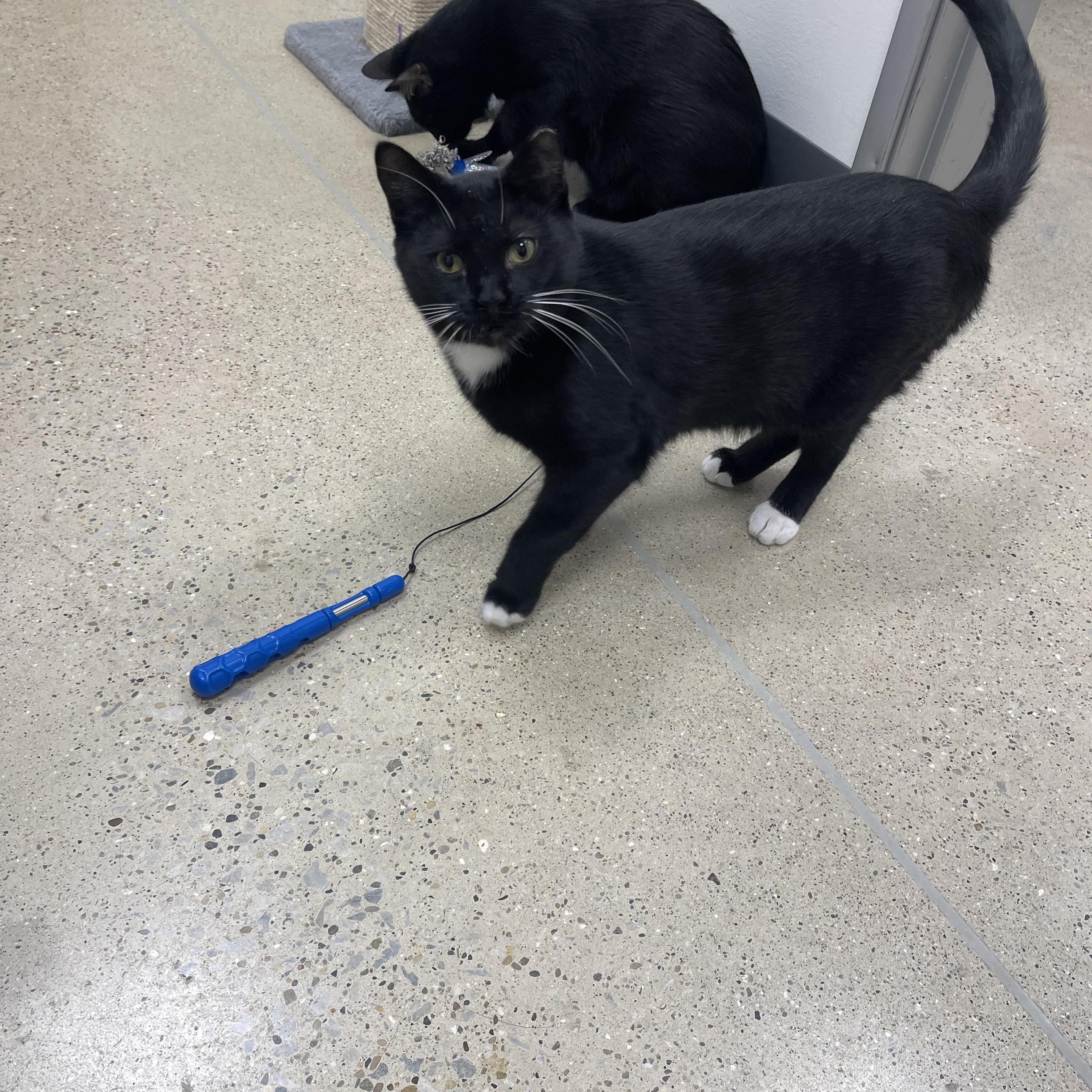 Enlarge Scout, a Adoptable Domestic Short Hair in Highland, IN image 4/4