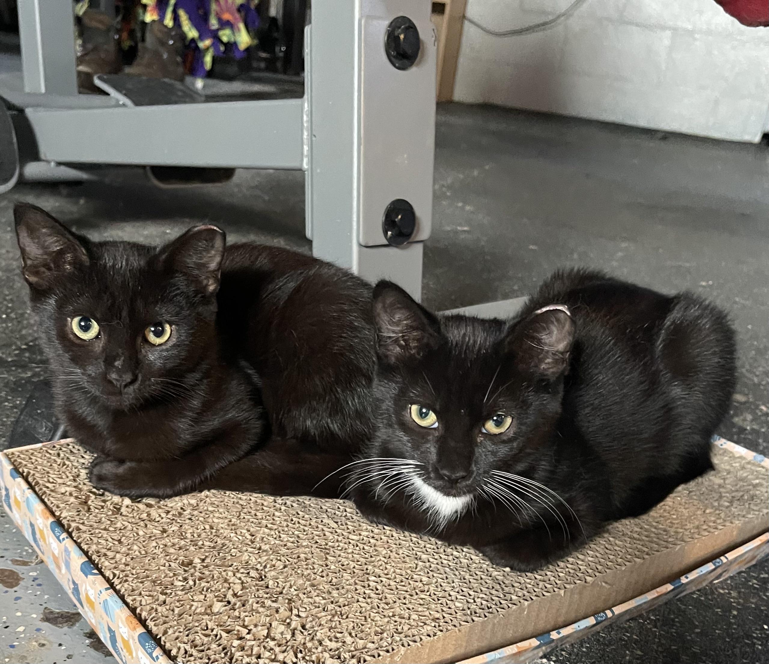 Enlarge Scout, a Adoptable Domestic Short Hair in Highland, IN image 4/5