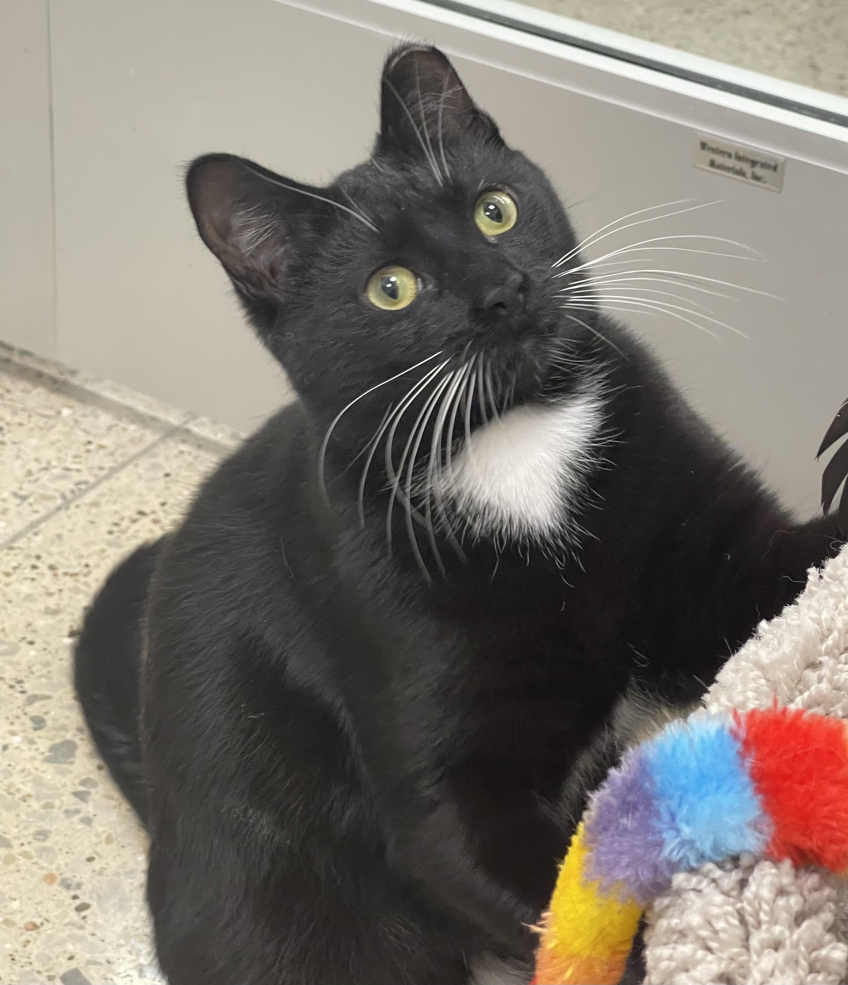 Enlarge Scout, a Adoptable Domestic Short Hair in Highland, IN image 4/5