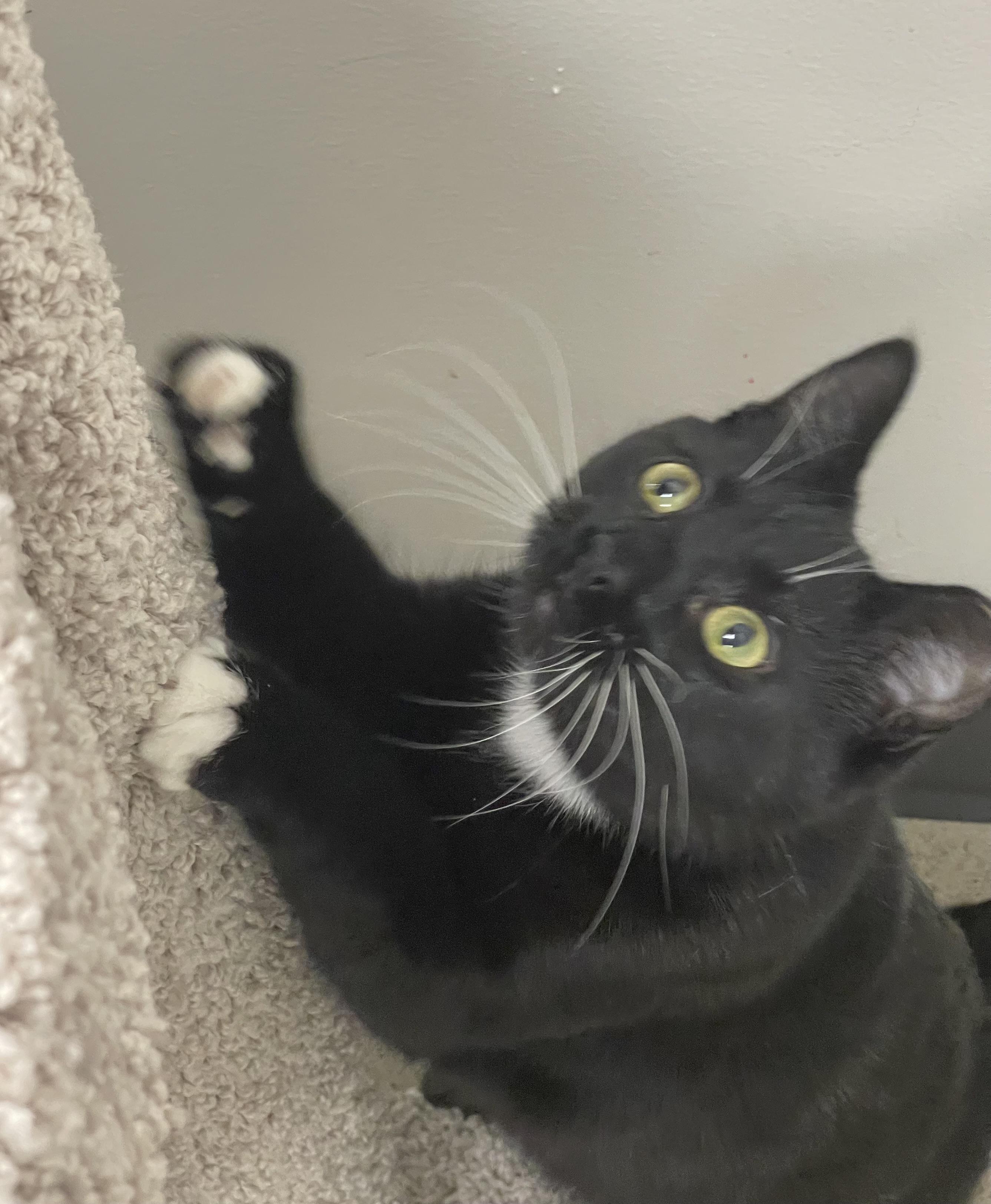 Enlarge Scout, a Adoptable Domestic Short Hair in Highland, IN image 5/5
