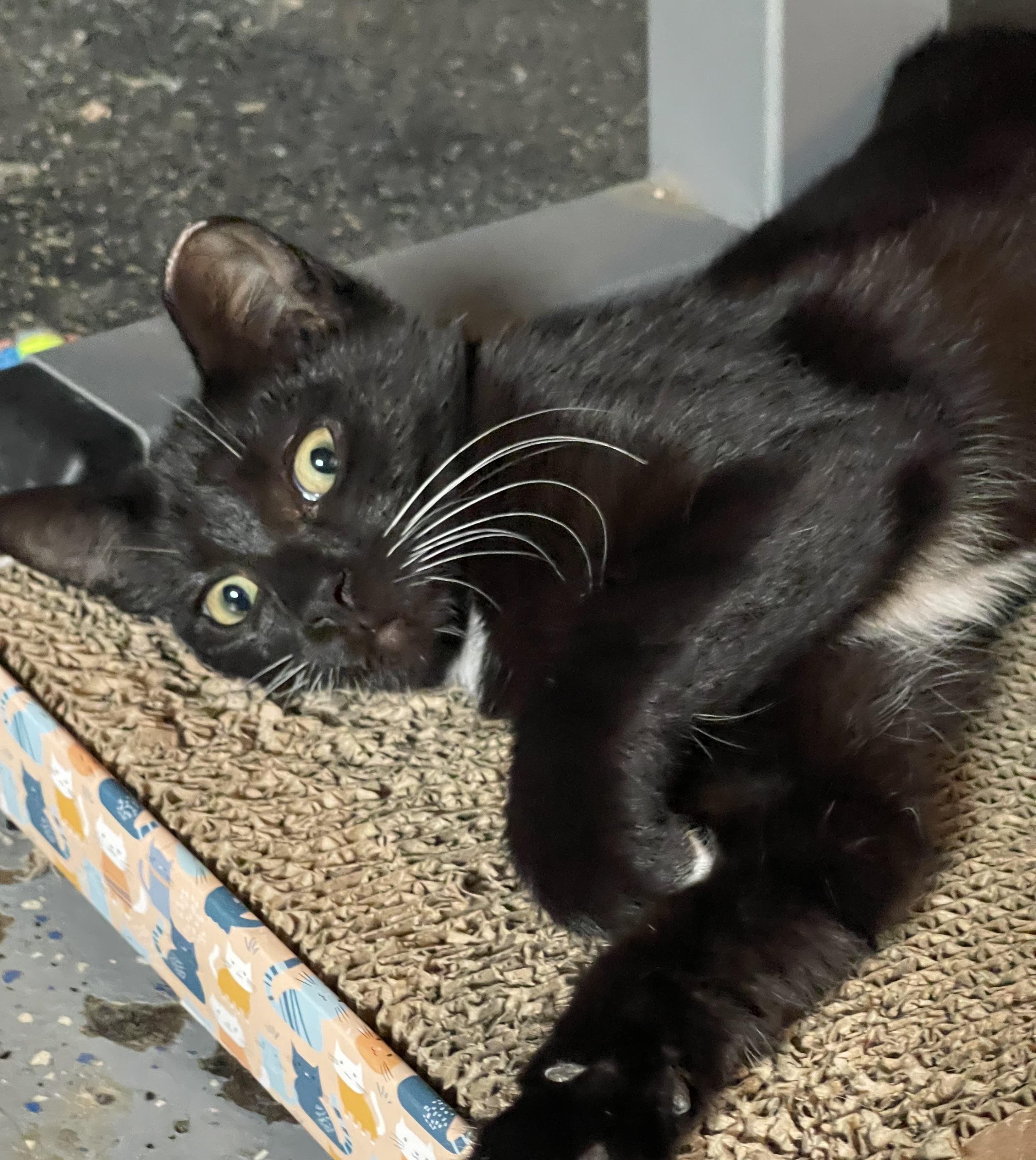 Enlarge Scout, a Adoptable Domestic Short Hair in Highland, IN image 5/5