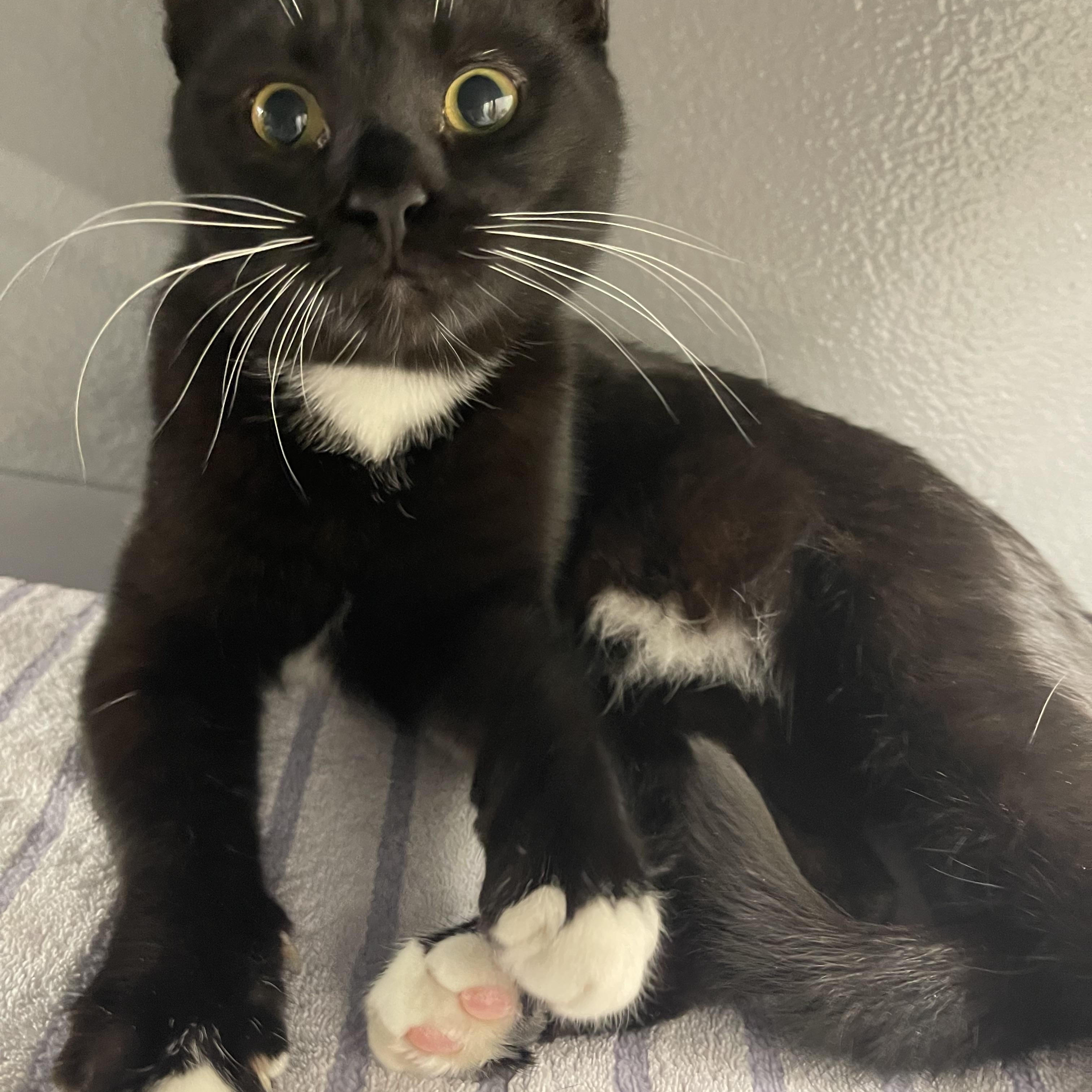 Enlarge Scout, a Adoptable Domestic Short Hair in Highland, IN image 1/4