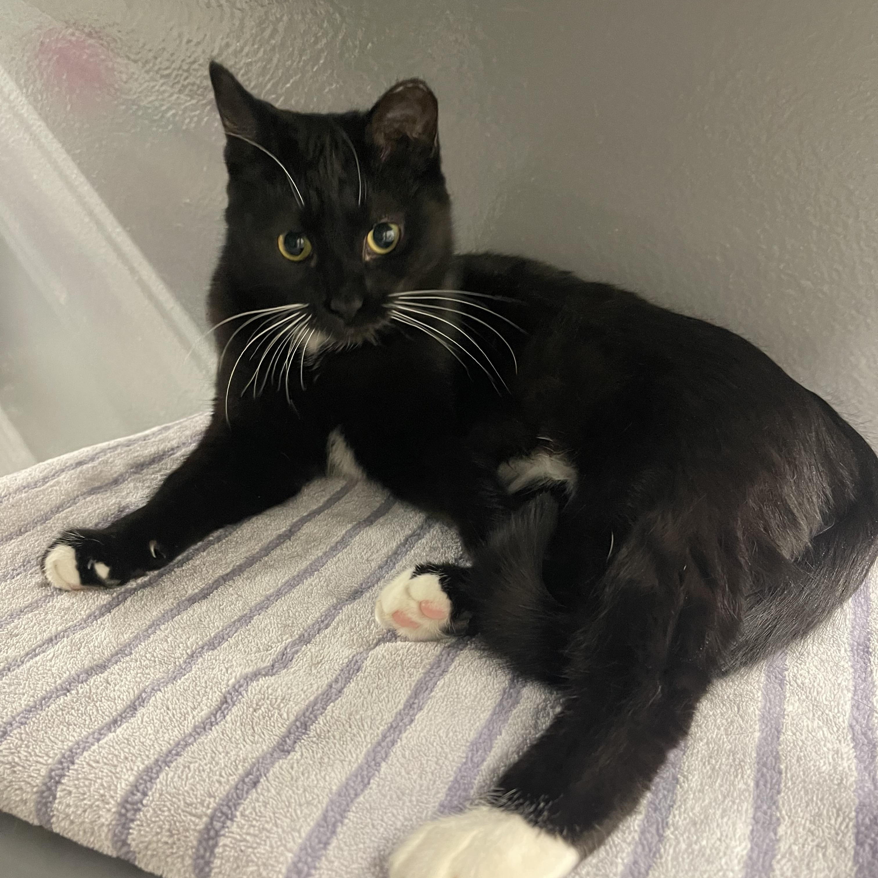 Enlarge Scout, a Adoptable Domestic Short Hair in Highland, IN image 3/4