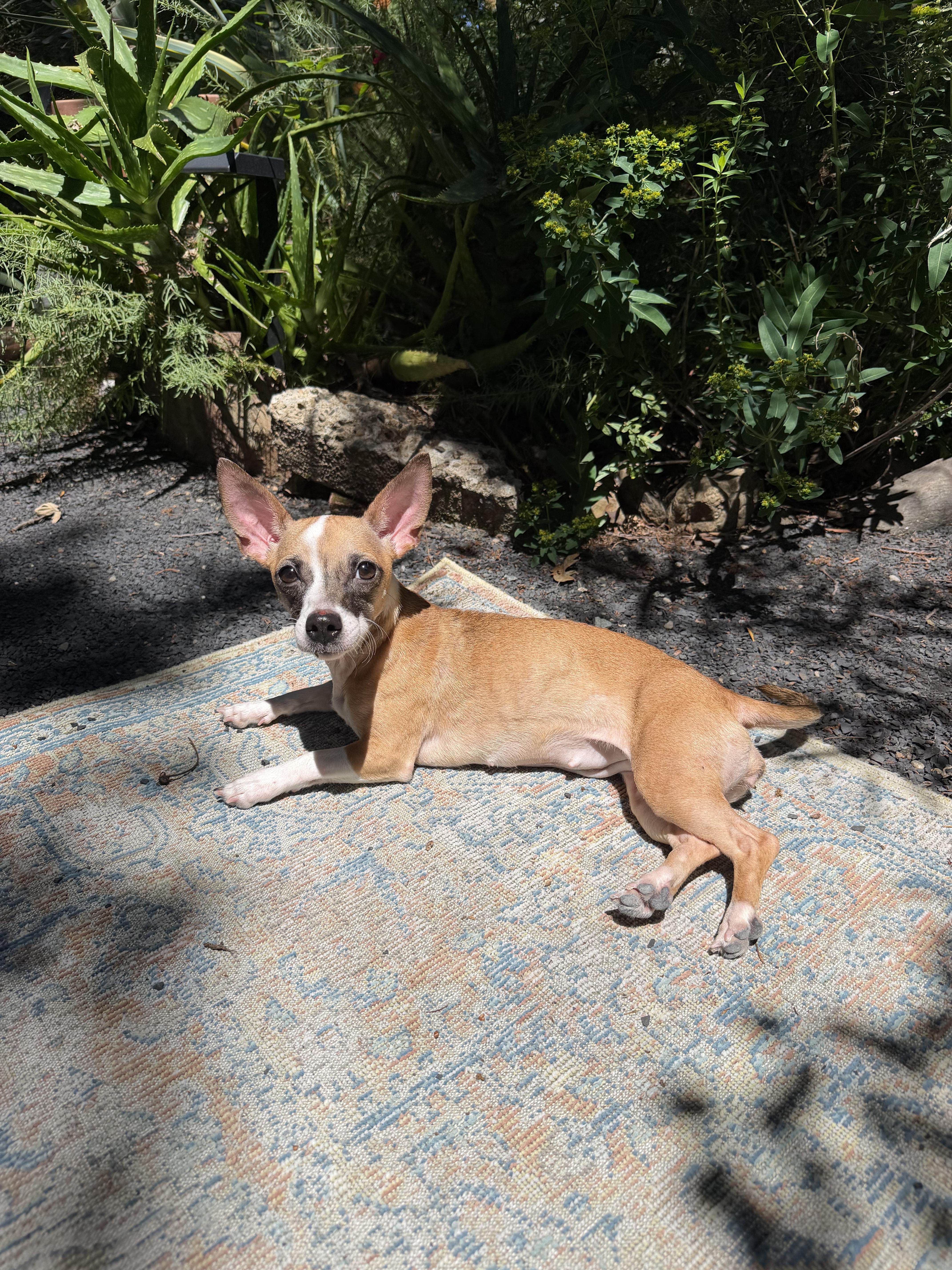 Phoebe , an adopted mixed breed in Chico, CA image 3/6