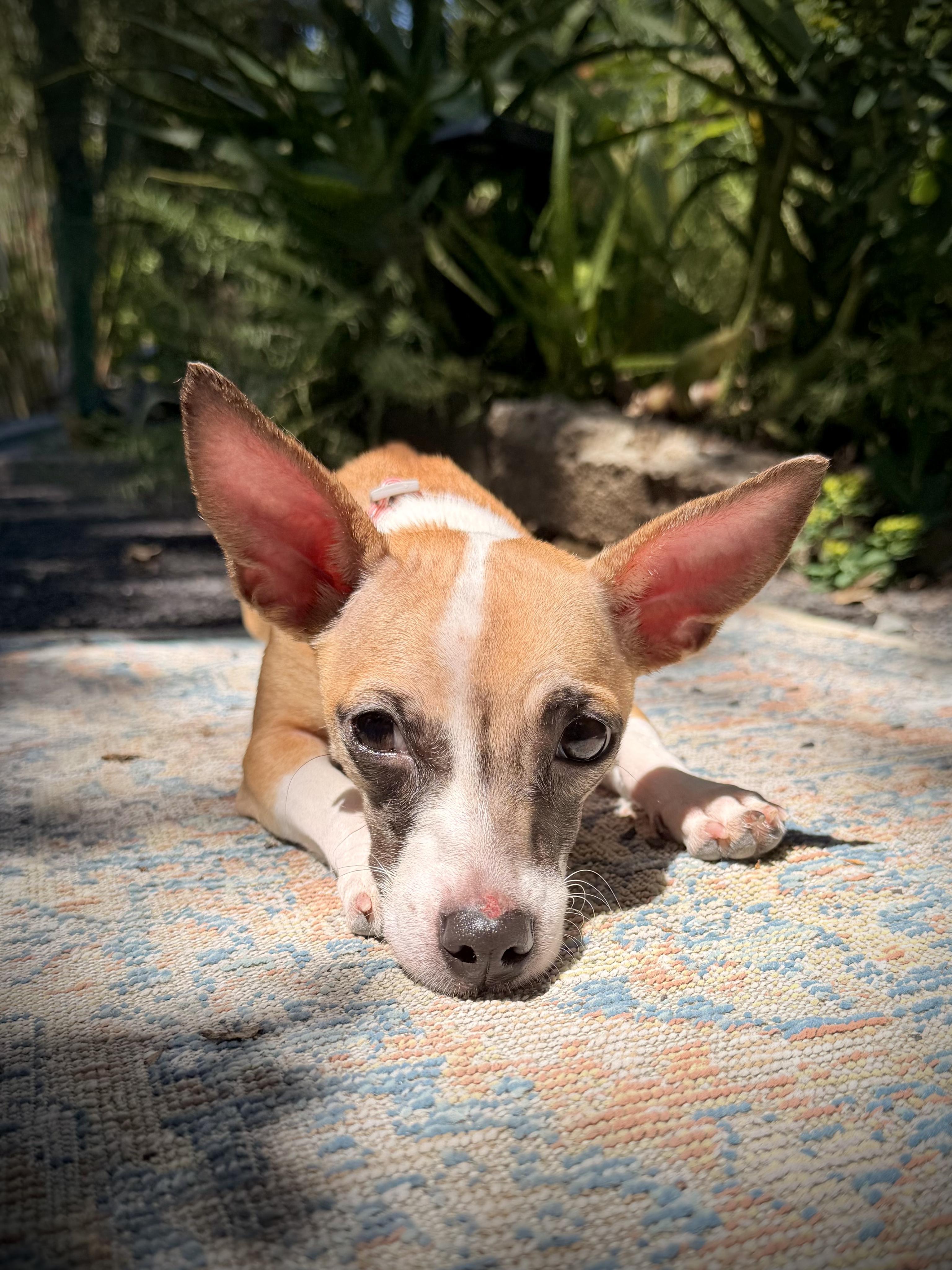 Phoebe , an adopted mixed breed in Chico, CA image 6/6