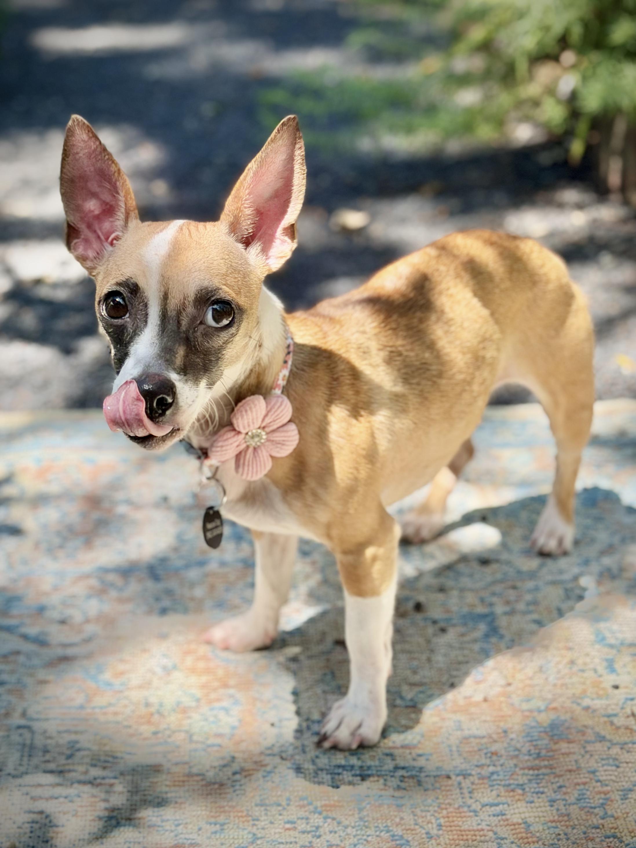 Phoebe , an adopted mixed breed in Chico, CA image 4/6