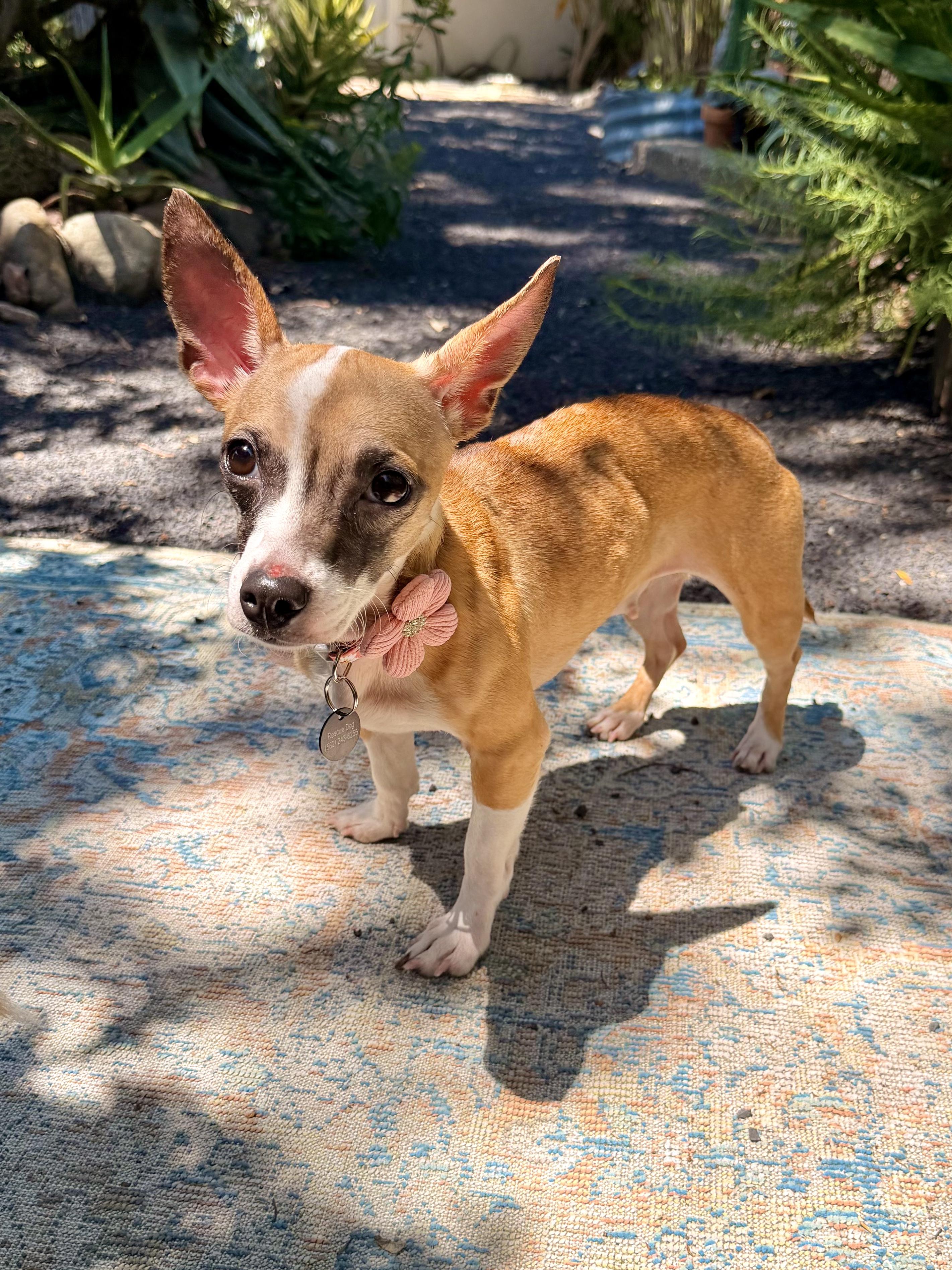 Phoebe , an adopted mixed breed in Chico, CA image 5/6
