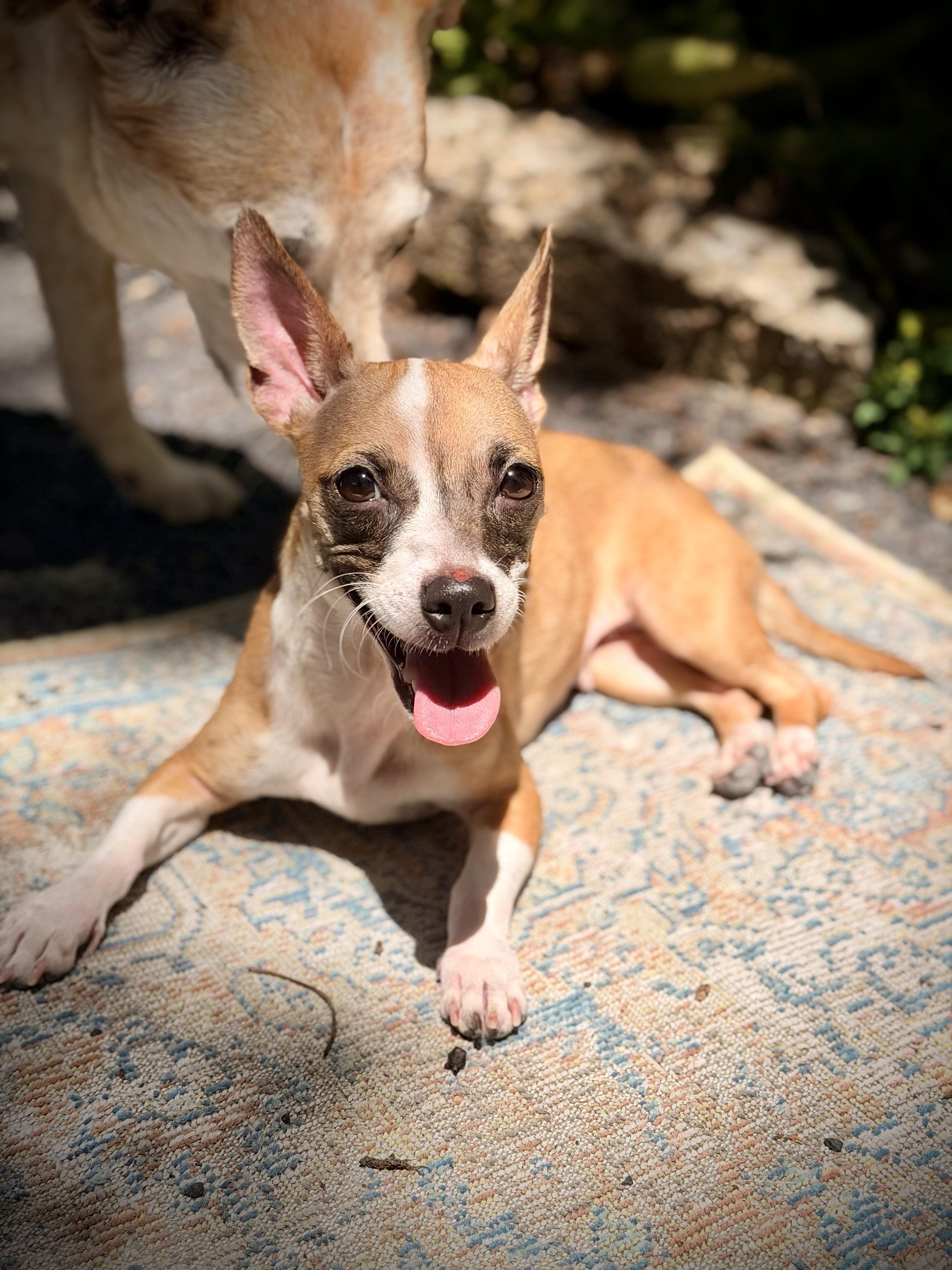 Phoebe , an adopted mixed breed in Chico, CA image 2/6