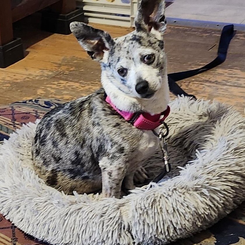 Petunia, a ADOPTABLE mixed breed in Hamilton, ON image 5/5