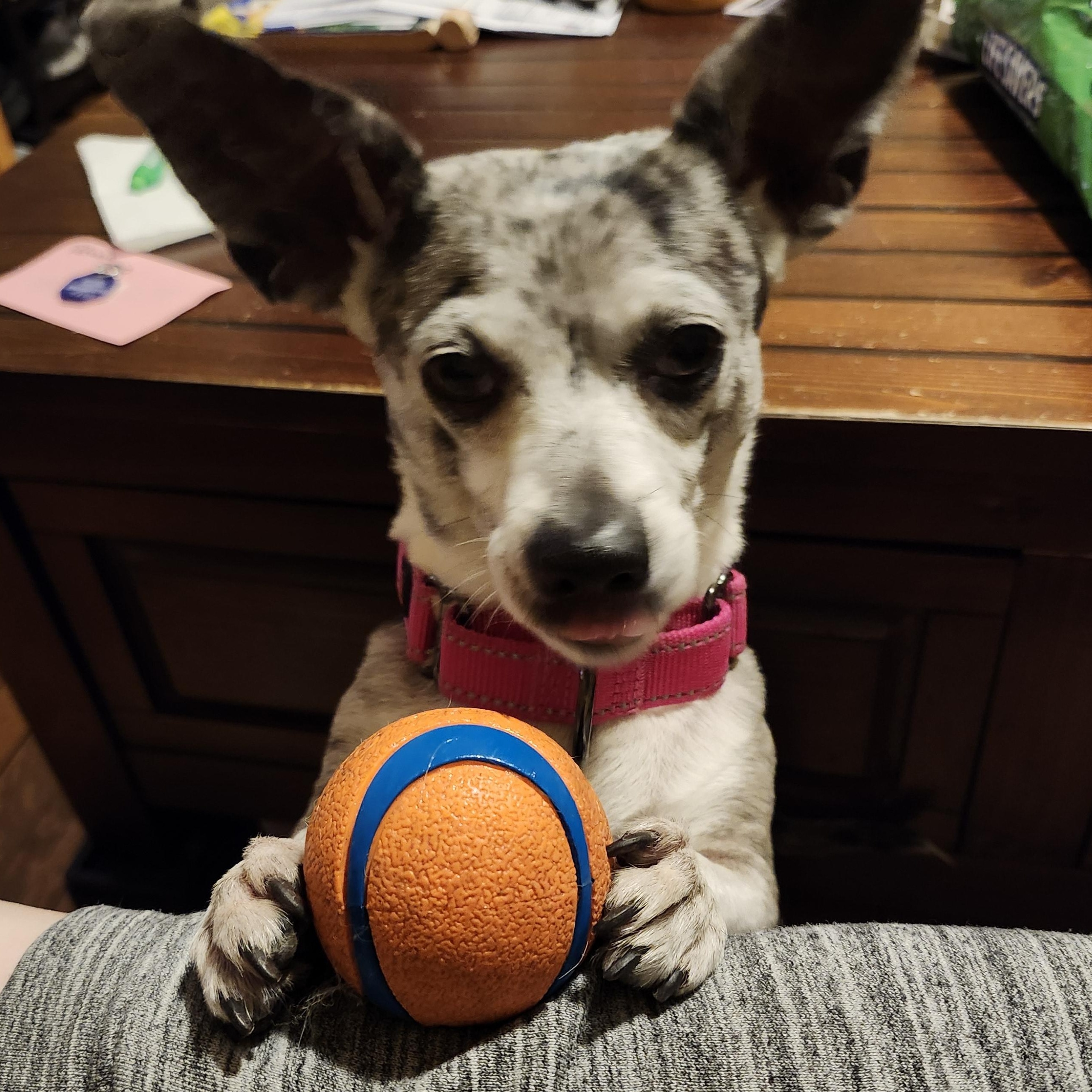 Petunia, a ADOPTABLE mixed breed in Hamilton, ON image 4/5