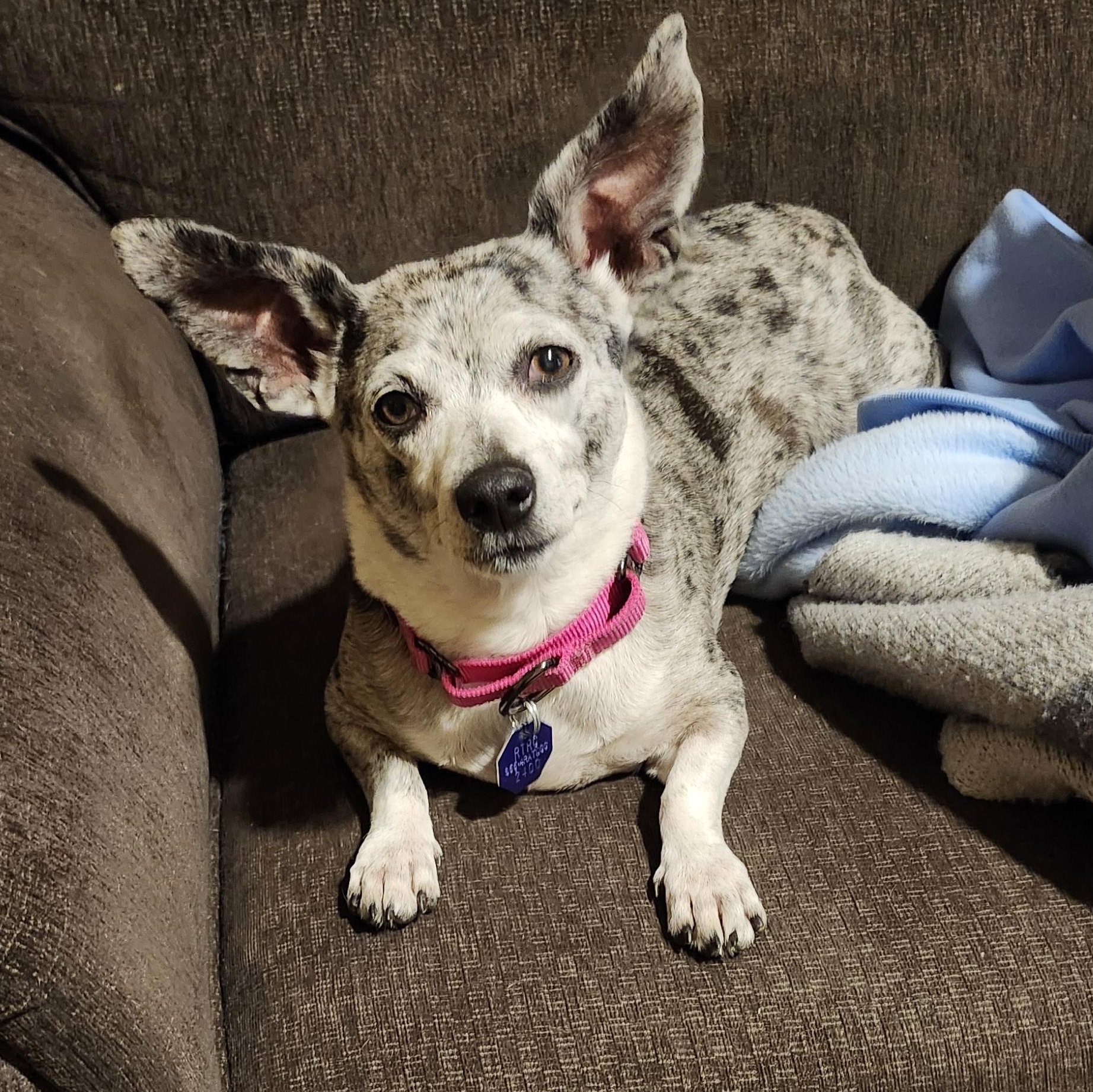 Petunia, a ADOPTABLE mixed breed in Hamilton, ON image 1/5