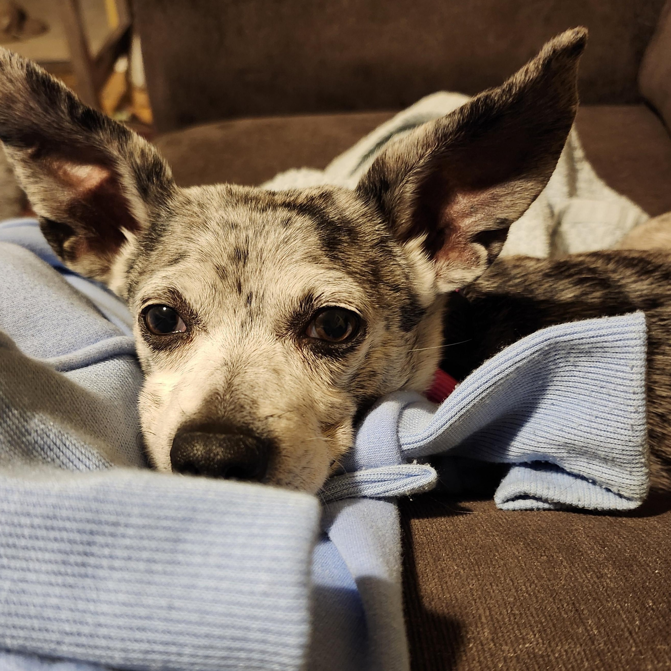 Petunia, a ADOPTABLE mixed breed in Hamilton, ON image 2/5