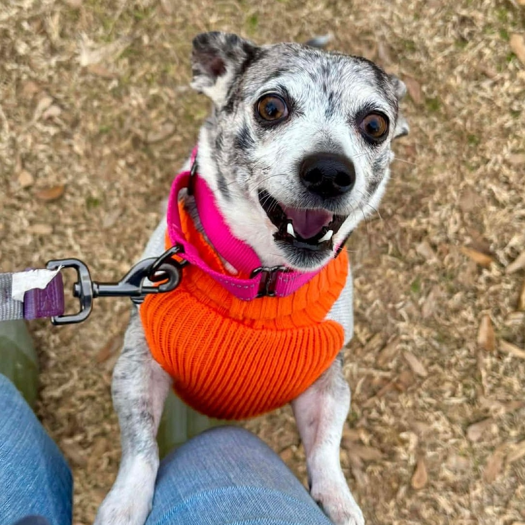 Petunia, a ADOPTABLE mixed breed in Hamilton, ON image 3/5