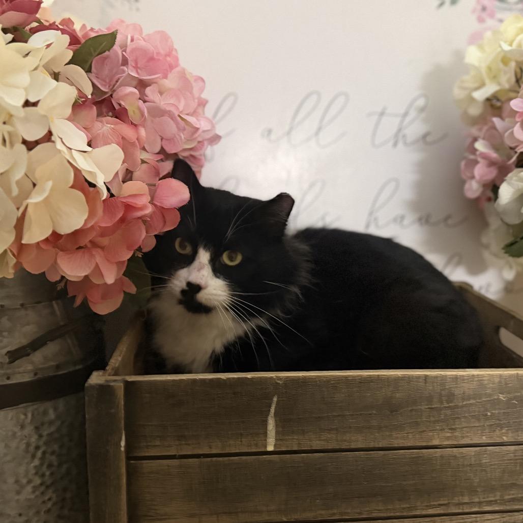 Sylvester, Adoptable, Adult Male American Shorthair.