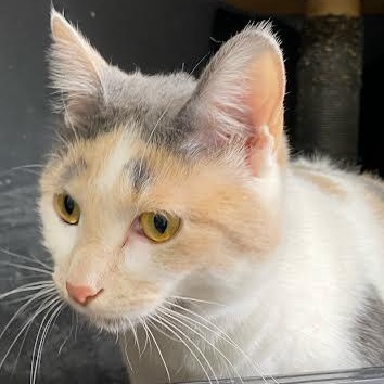 Penelope, ADOPTABLE, Adult Female American Shorthair.