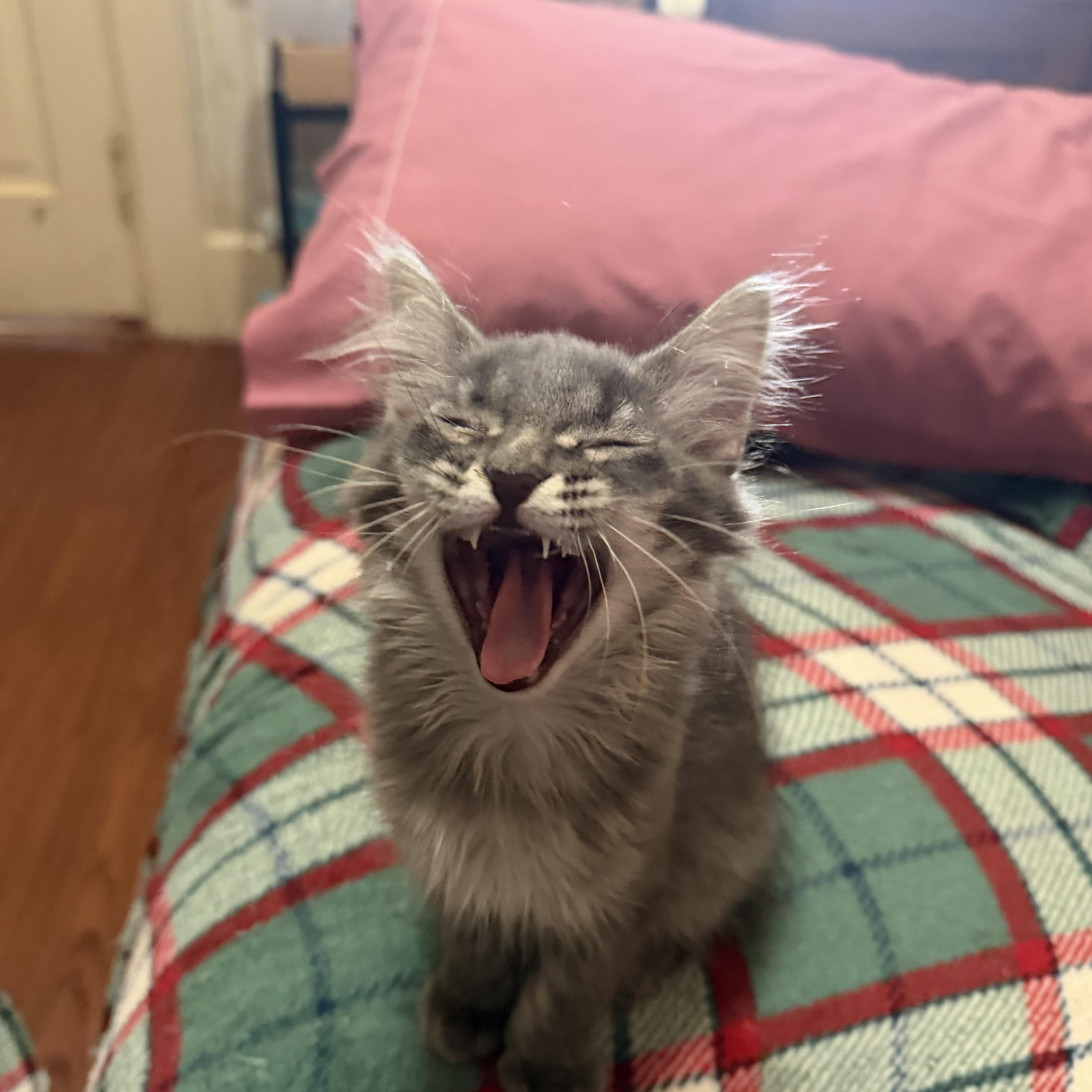 Cookie, a ADOPTABLE Domestic Medium Hair in Muncie, IN image 2/3