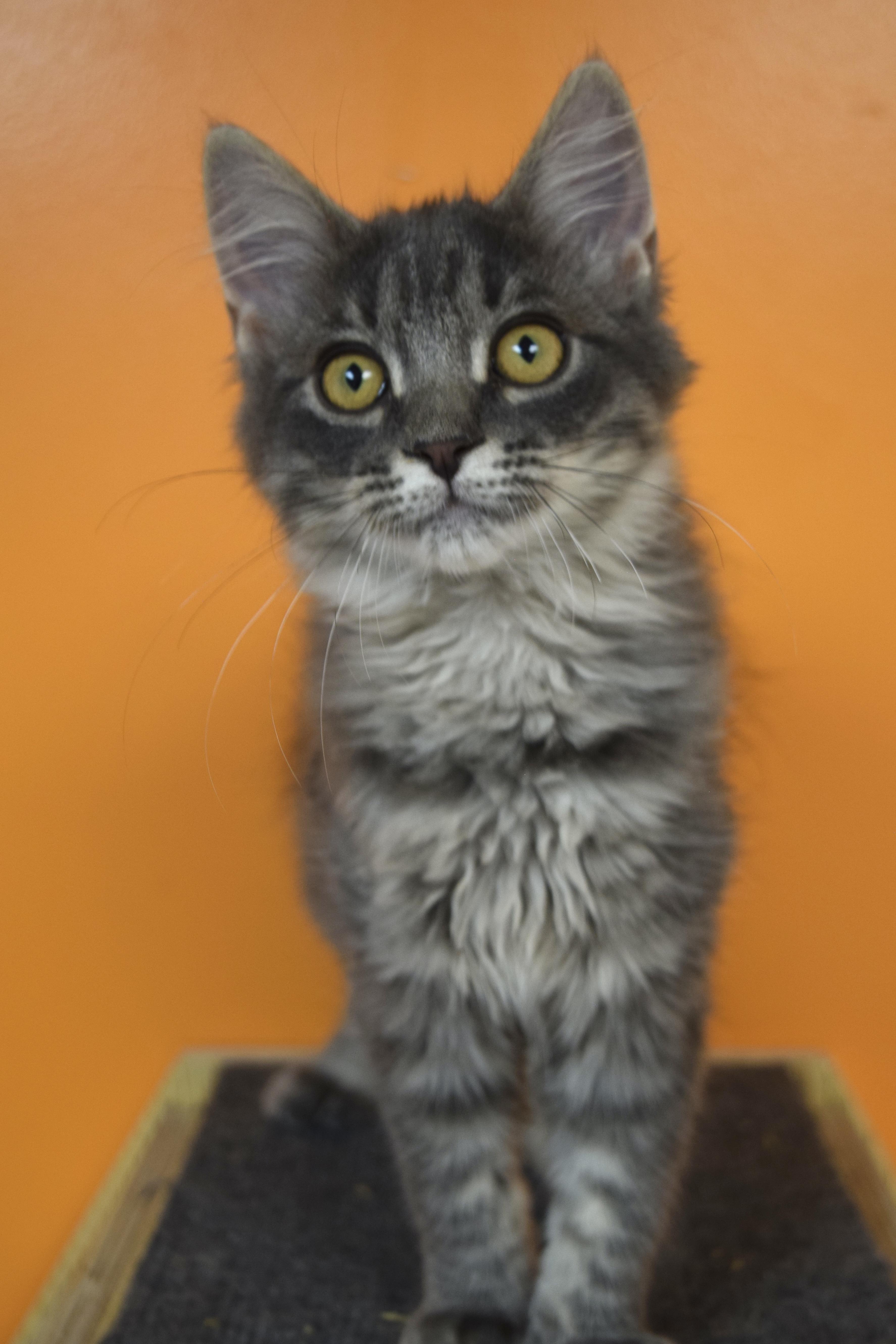 Enlarge Cookie, a Adopted Domestic Medium Hair in Muncie, IN image 1/4