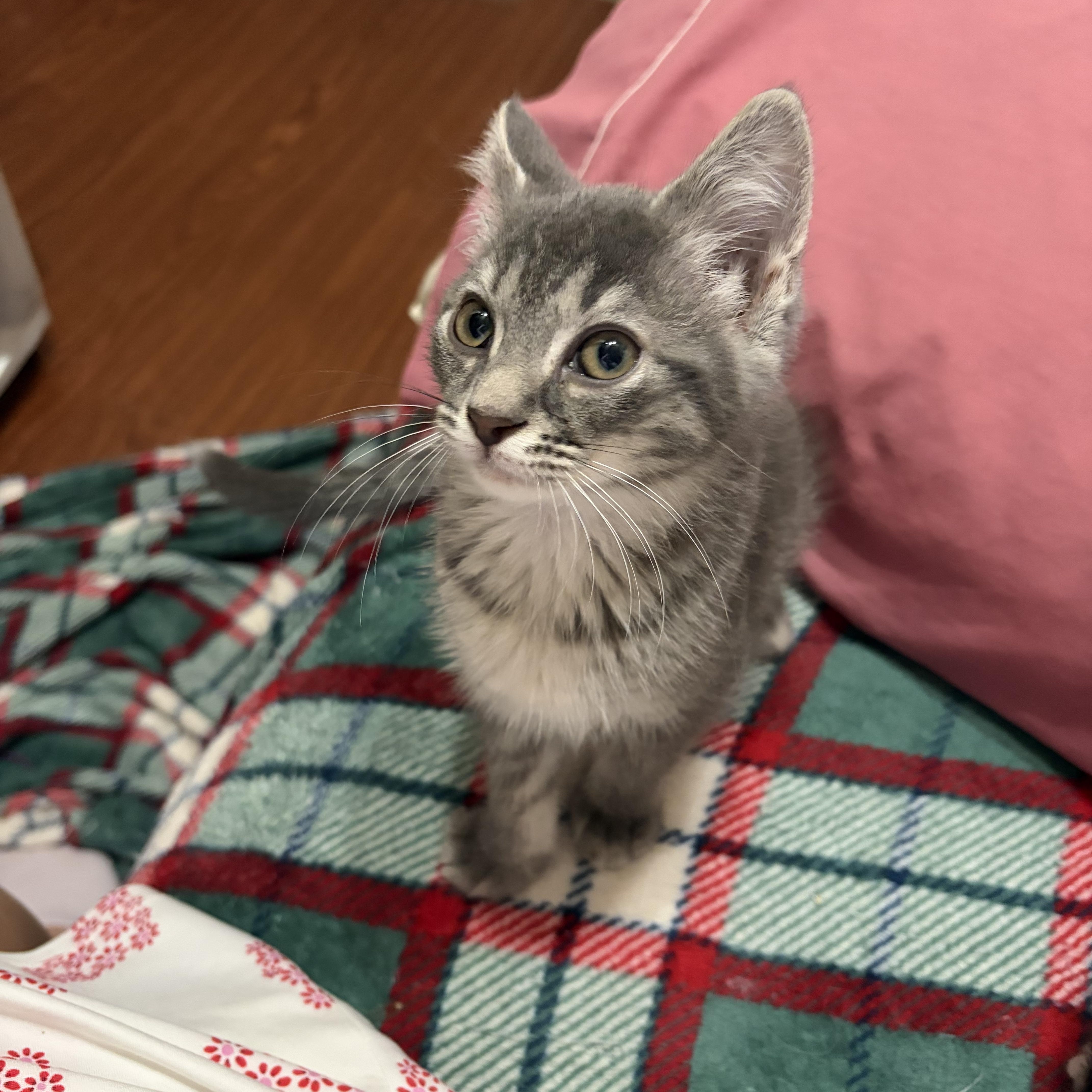 Cookie, ADOPTABLE, Kitten Female Domestic Medium Hair.