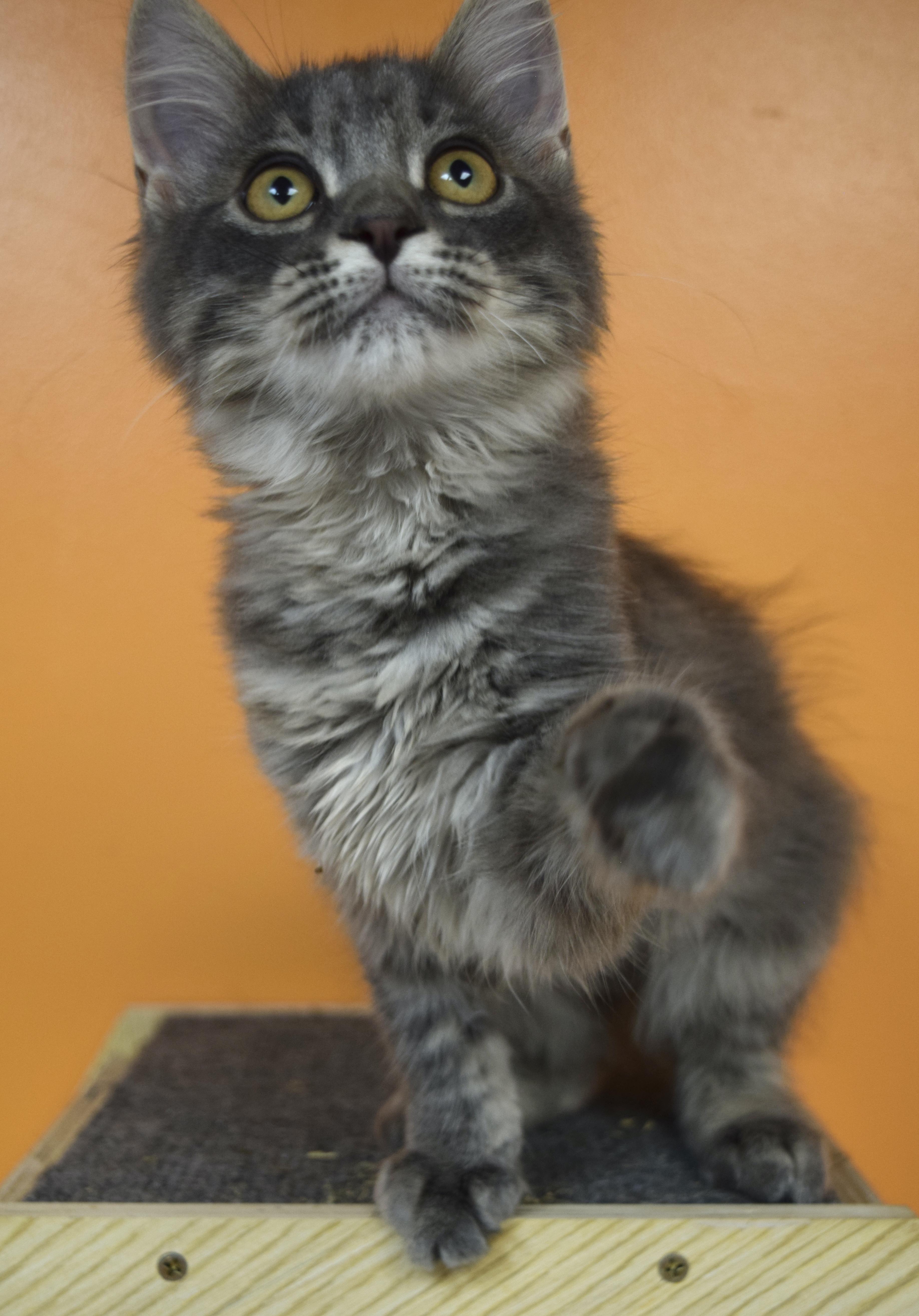 Enlarge Cookie, a Adopted Domestic Medium Hair in Muncie, IN image 2/4