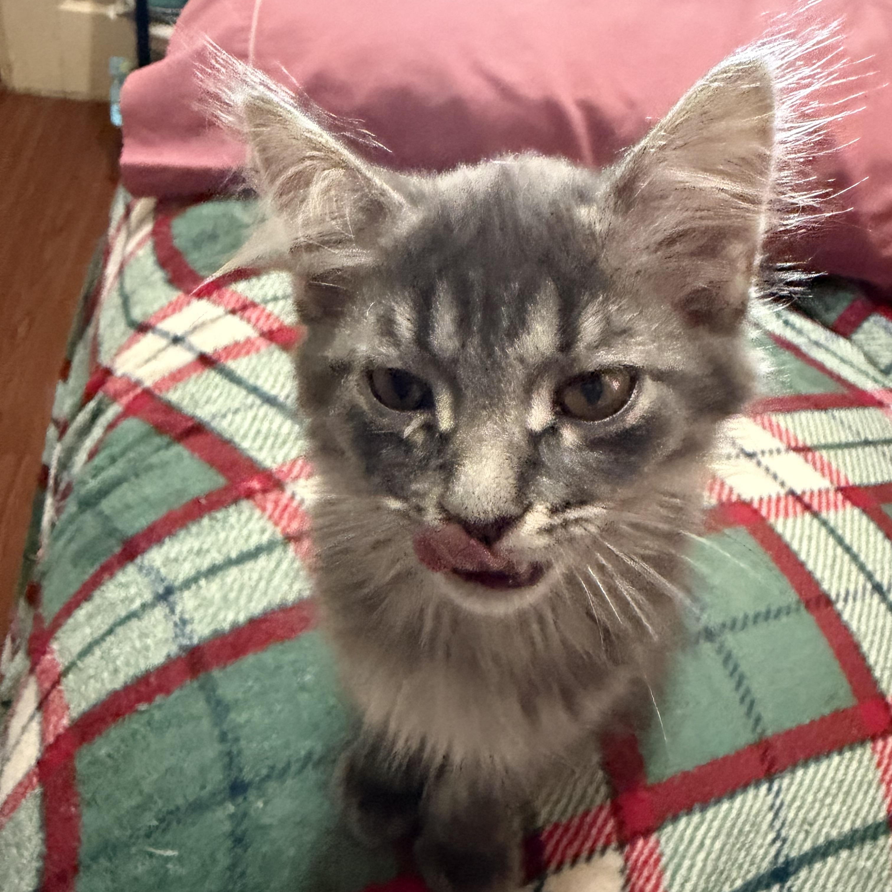 Cookie, a ADOPTABLE Domestic Medium Hair in Muncie, IN image 3/3