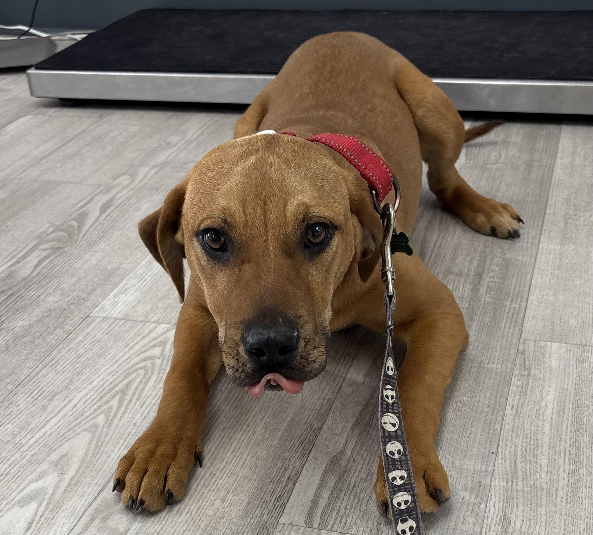 Fezziwig, ADOPTABLE, Puppy Male Golden Retriever & Labrador Retriever.