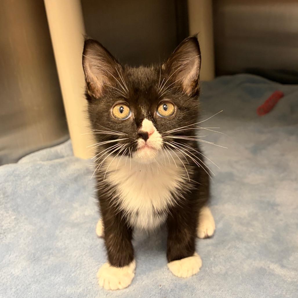 Enlarge Natasha, a Adoptable Domestic Short Hair in Keizer, OR image 1/2