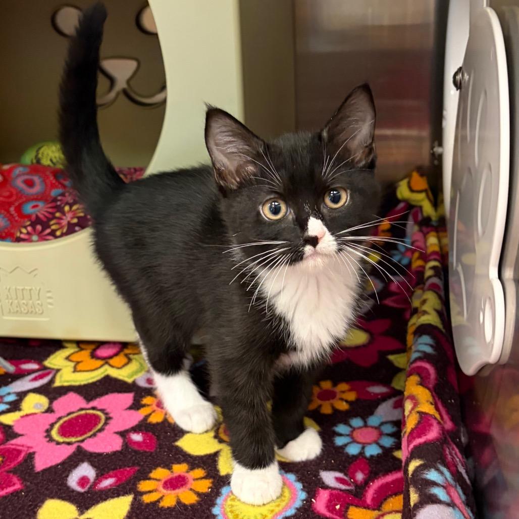 Enlarge Natasha, a Adoptable Domestic Short Hair in Keizer, OR image 2/2