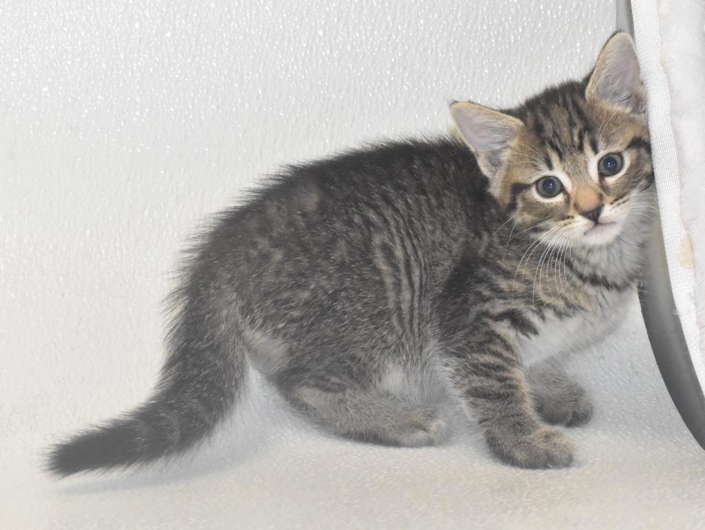 Enlarge Woods, a Adoptable mixed breed in Springfield, OH image 2/3