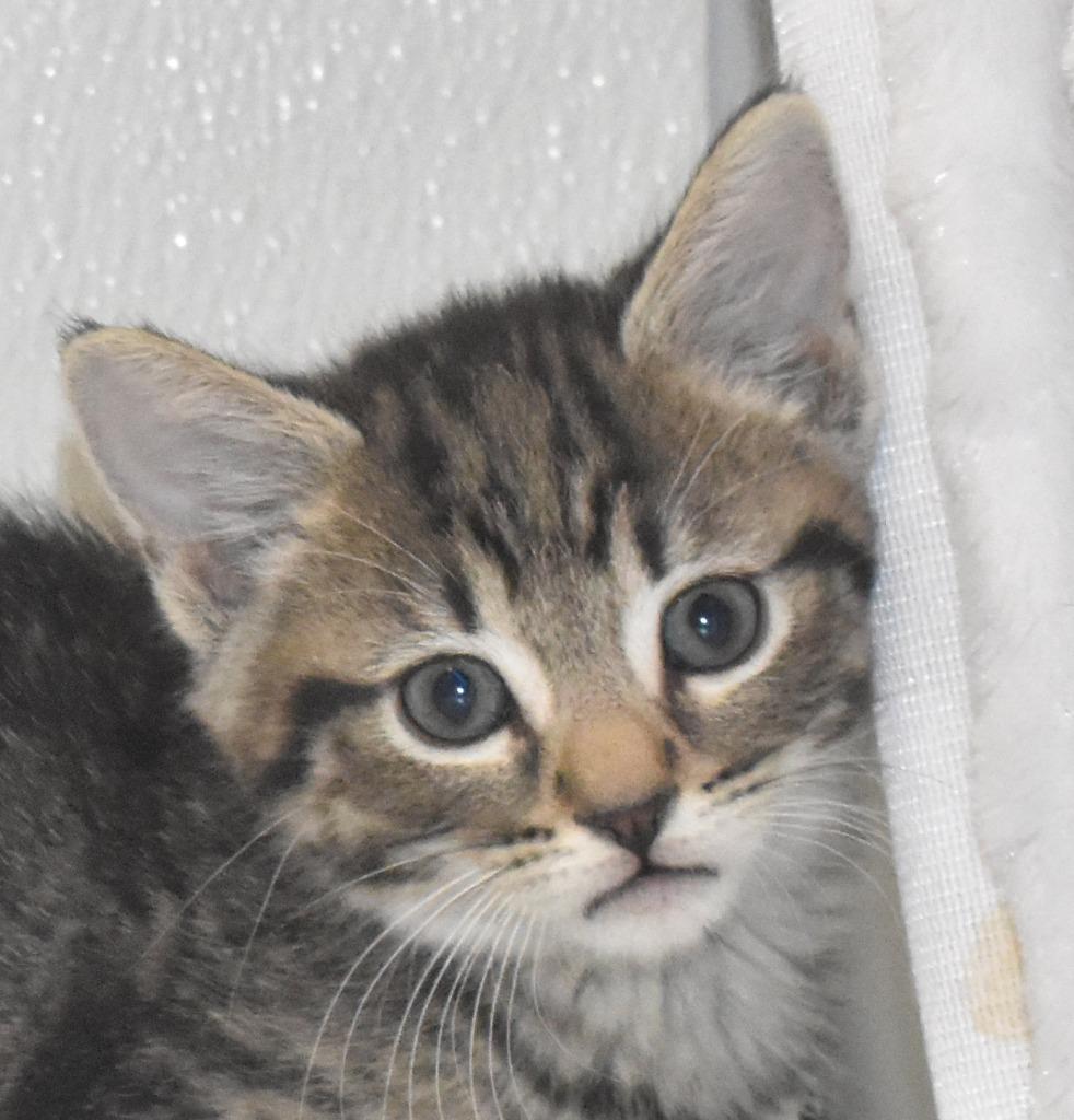 Enlarge Woods, a Adoptable mixed breed in Springfield, OH image 3/3