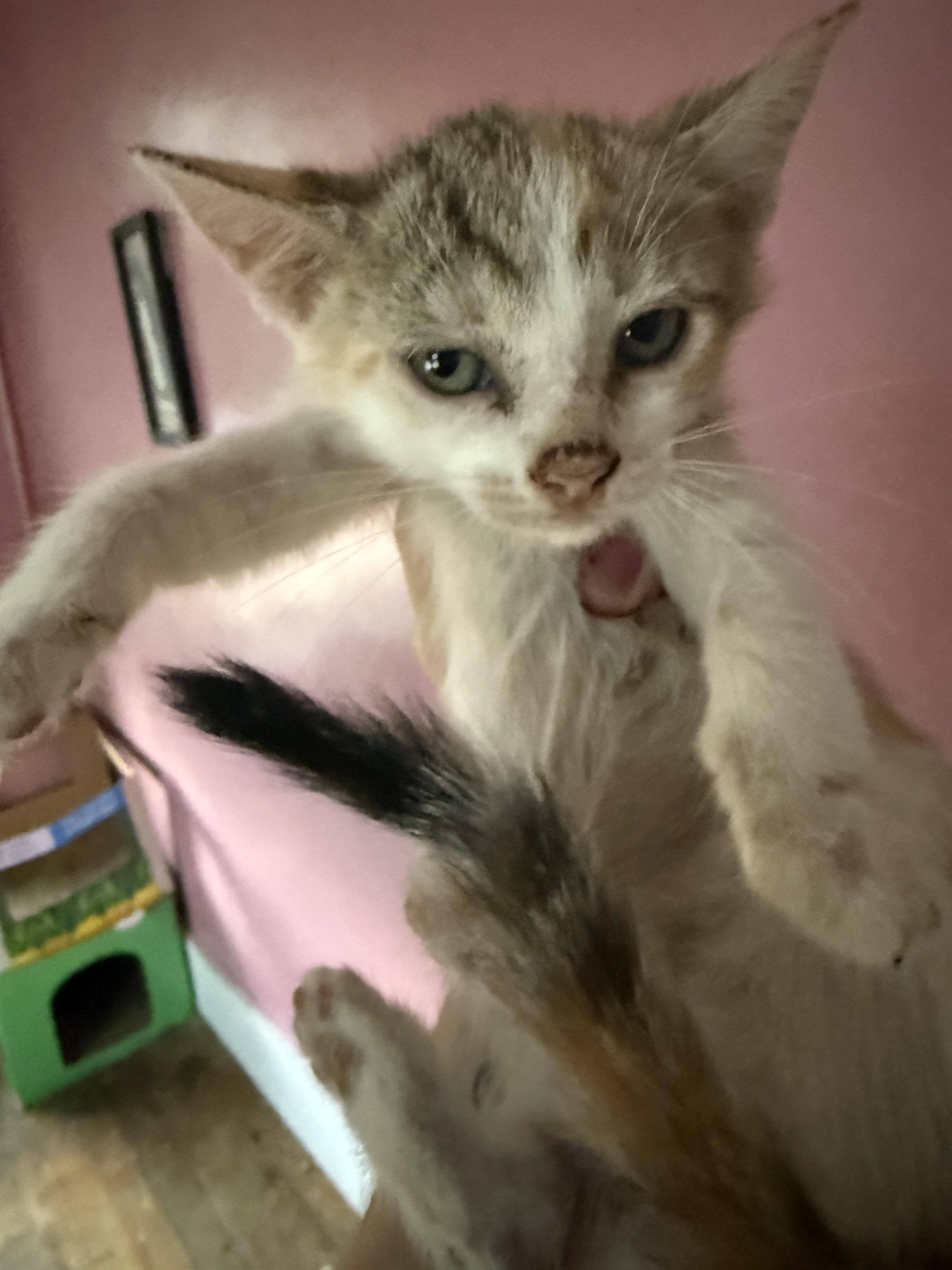 Enlarge Mae, a Adoptable Domestic Short Hair in Bethel Park, PA image 2/3
