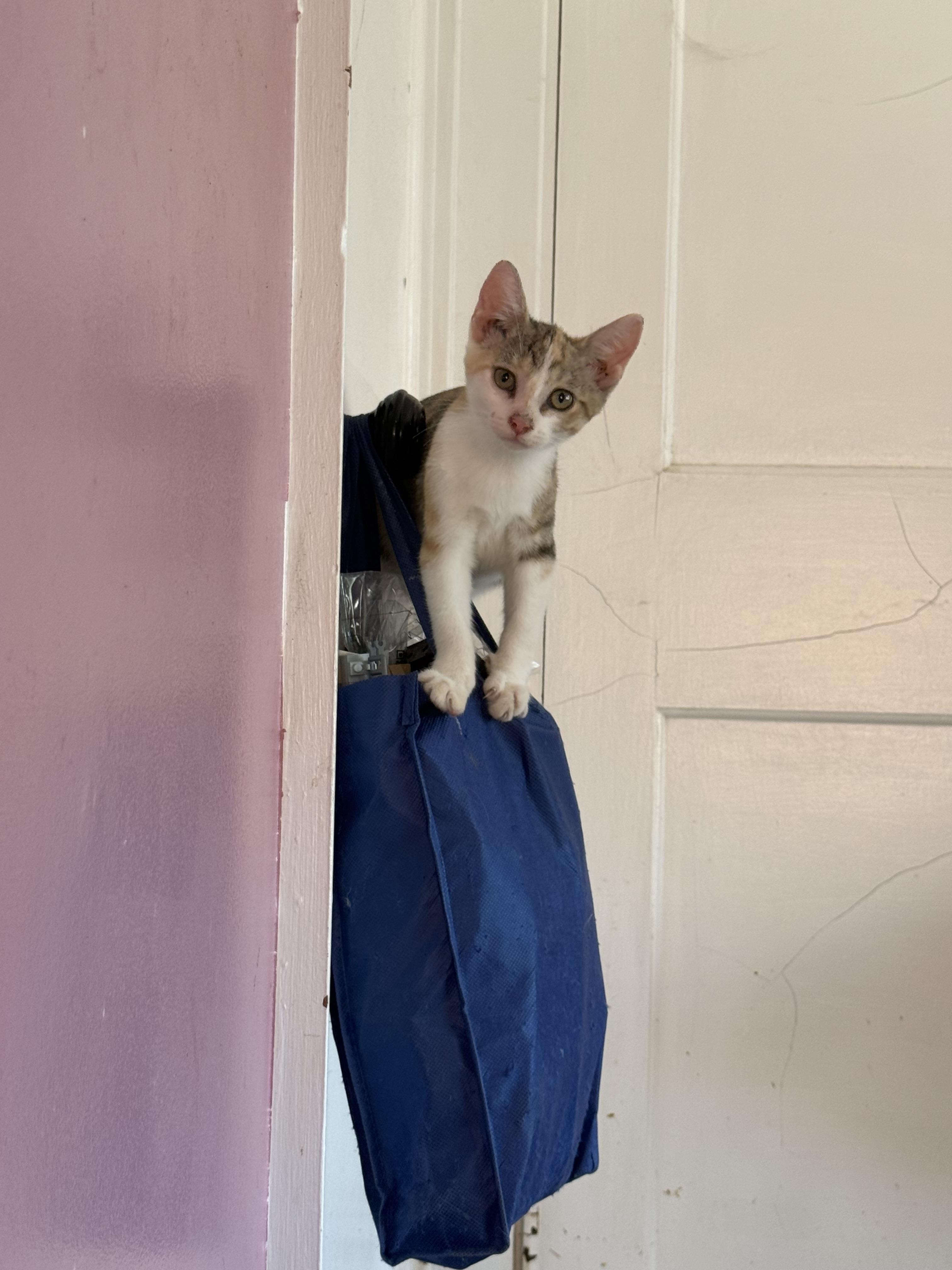 Enlarge Mae, a Adoptable Domestic Short Hair in Bethel Park, PA image 3/3
