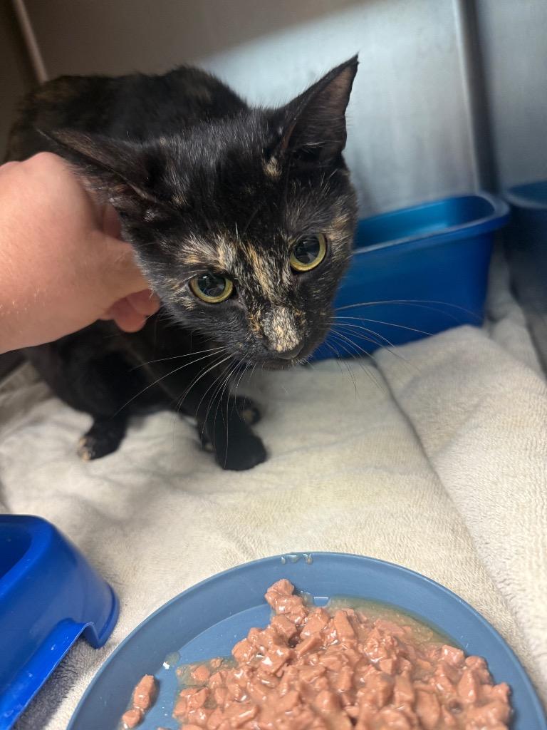 Jinx, Adopted, Young Female Domestic Short Hair.